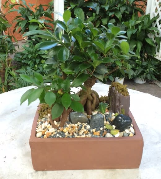 Bonsai in Fort Lauderdale, FL | Victoria Park Flower Studio