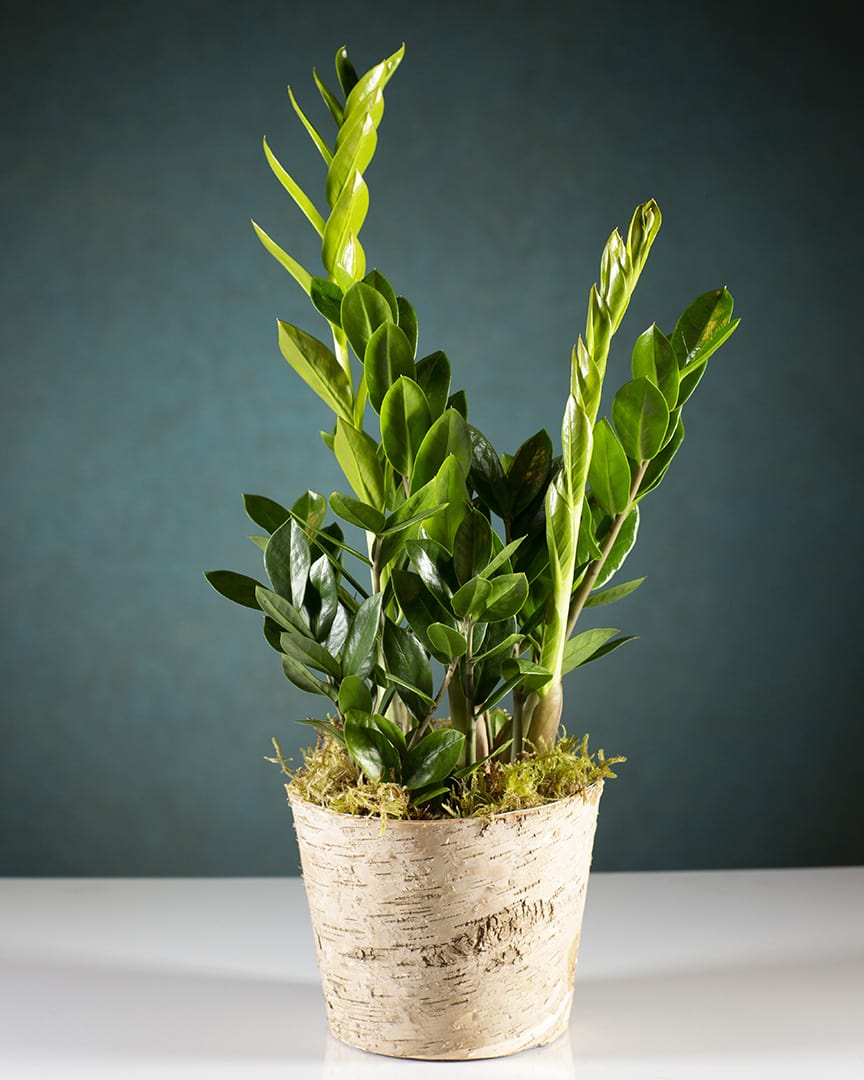 ZZ PLant in Portland, OR Old Town Florist