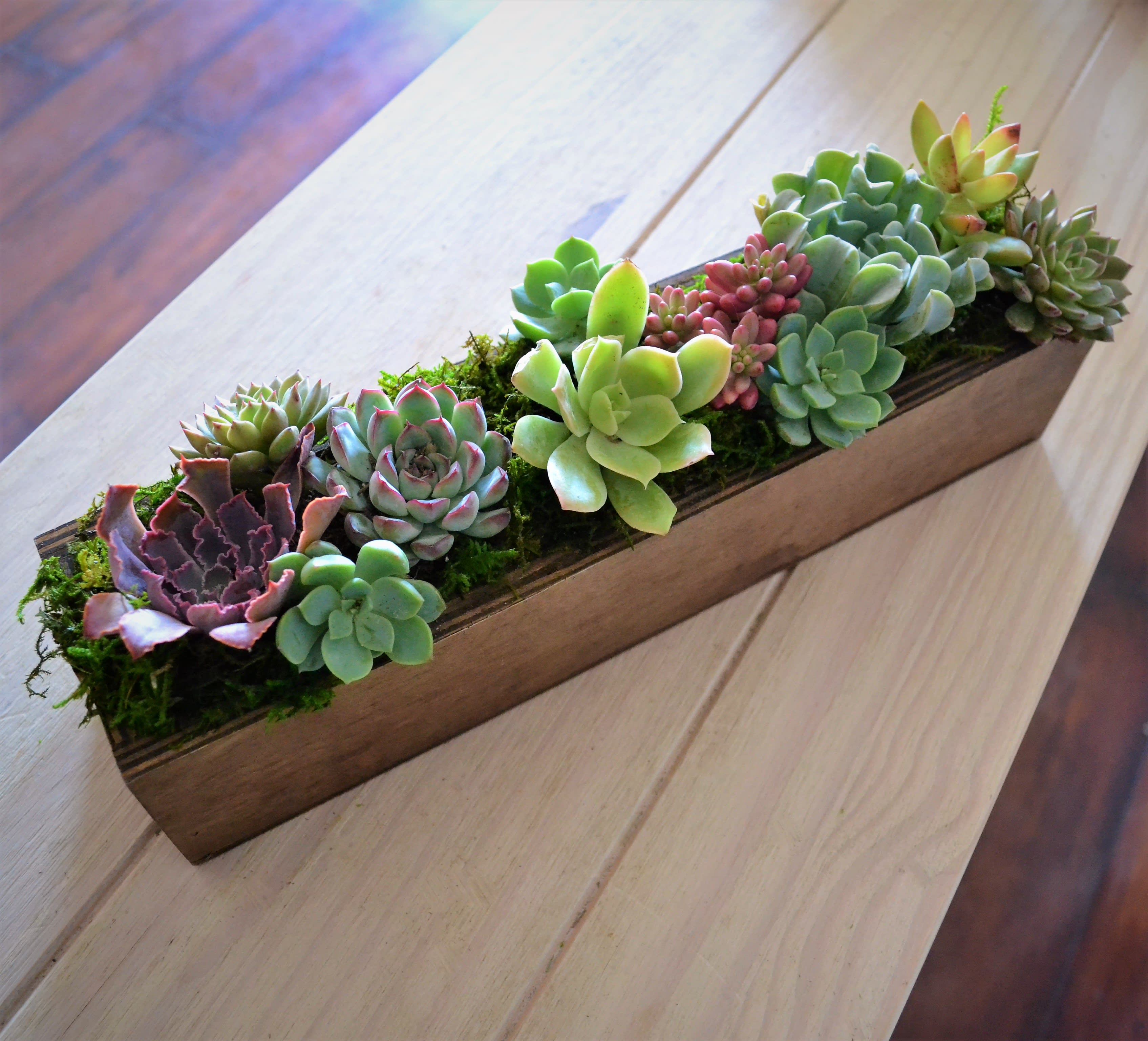 Succulent Planter in Los Angeles, CA My Blooming Business
