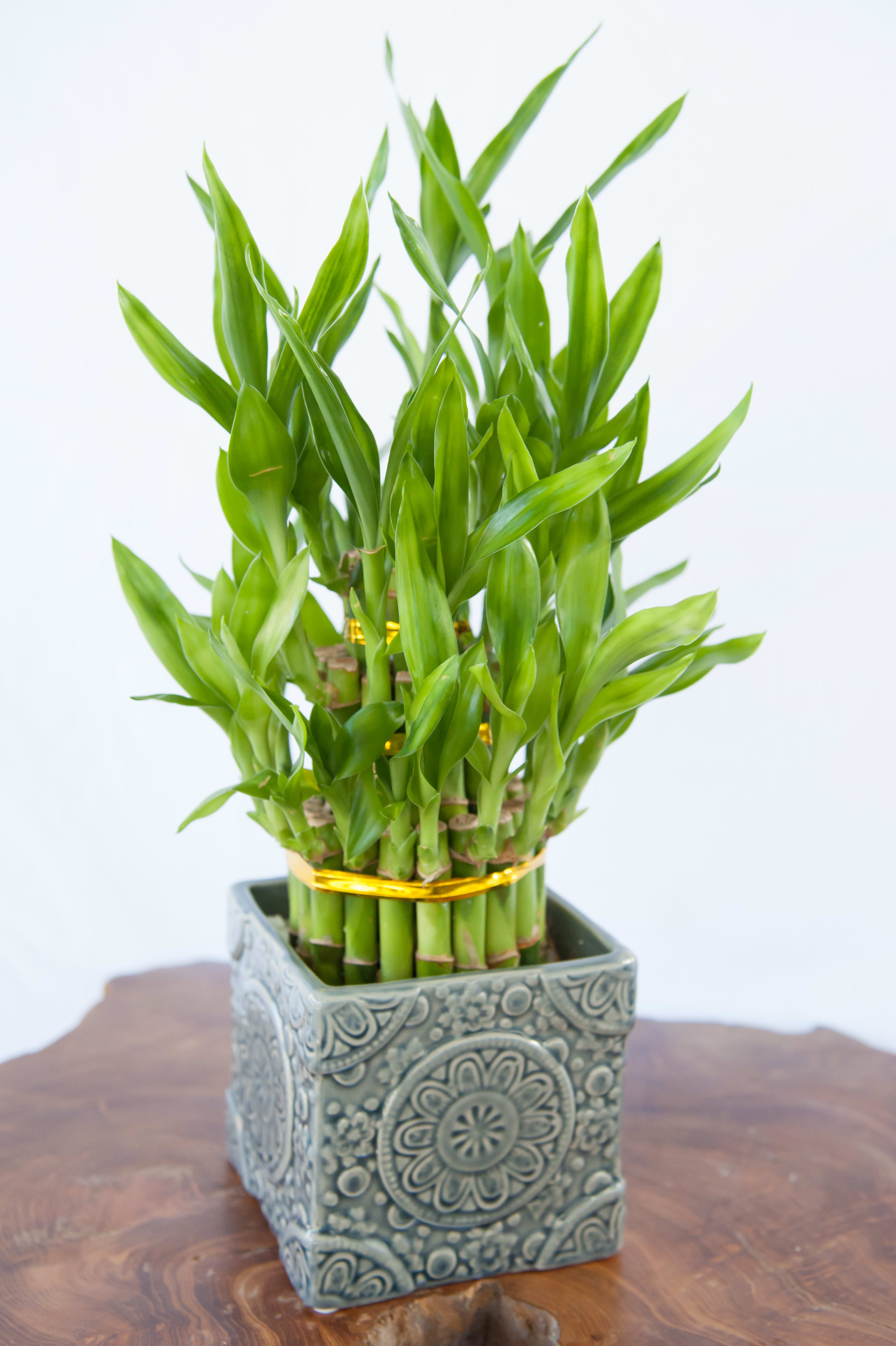 Lucky Bamboo Plant Uk