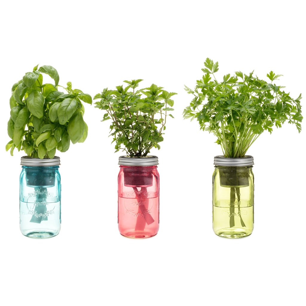 Herb Essentials Garden Jar Set Of Three 3 In Melbourne Fl Buds Herb Essentials Garden Jar Set Of Three 3