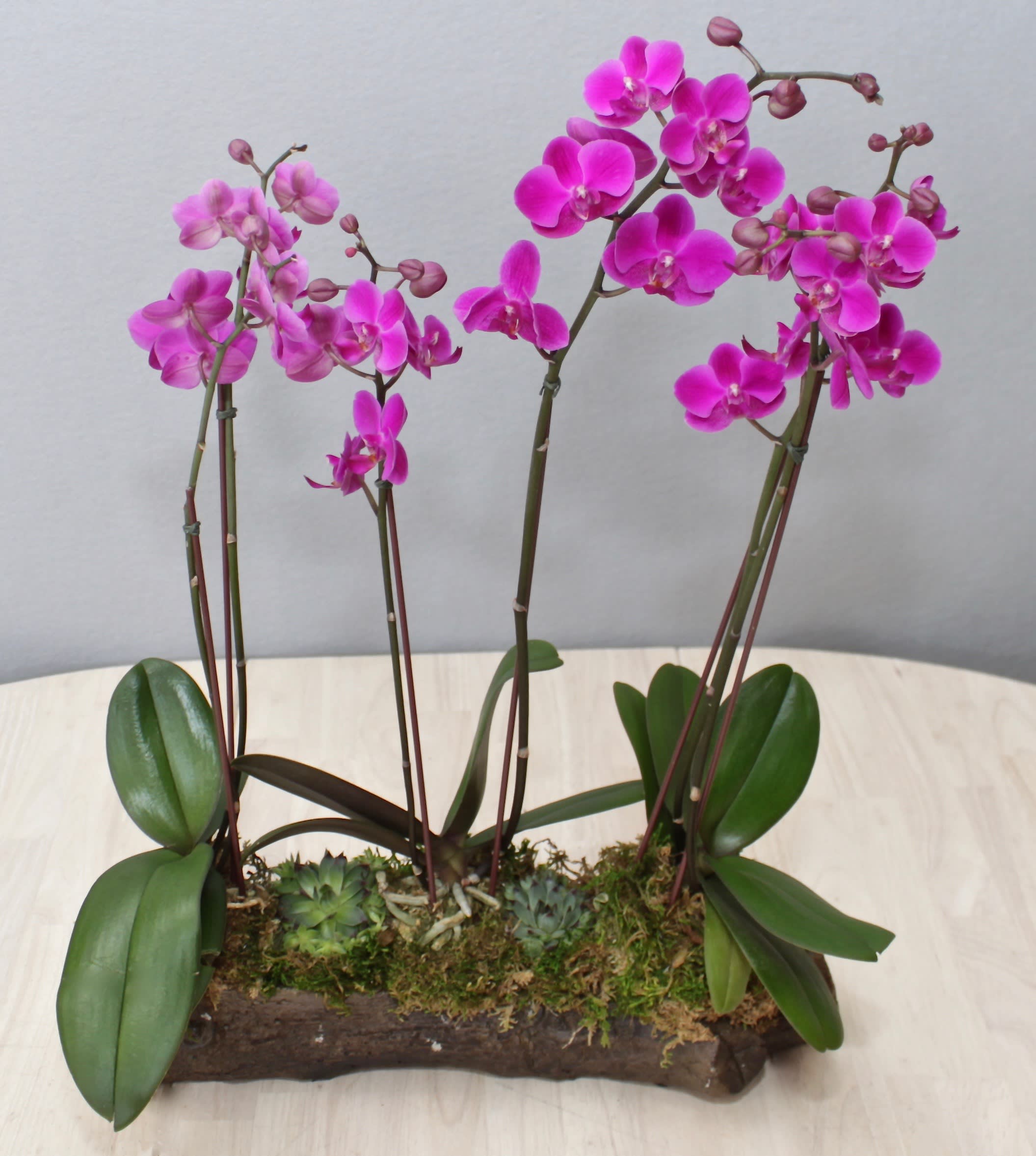 Mini Purple Orchid Trio Glendale Florist in Glendale, CA
