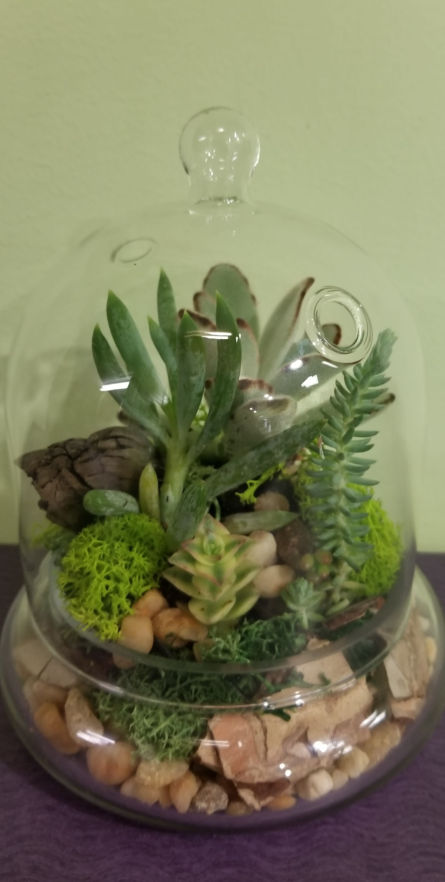 Dome Shaped Terrarium with Lid in Philadelphia, PA Philadelphia