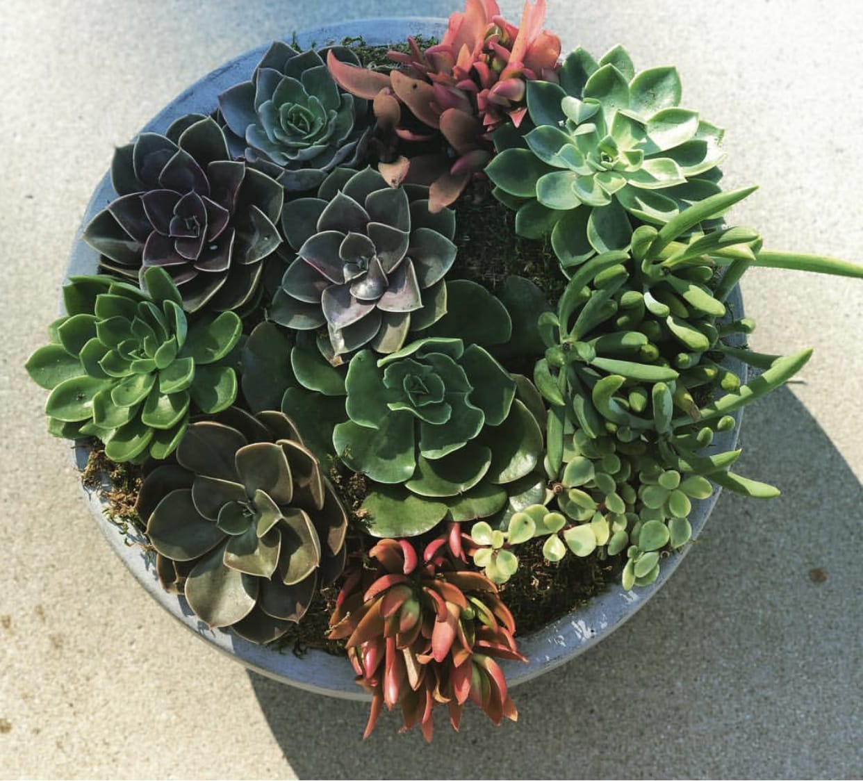 Succulent Dish Garden in Surprise, AZ | Infinity Floral ...