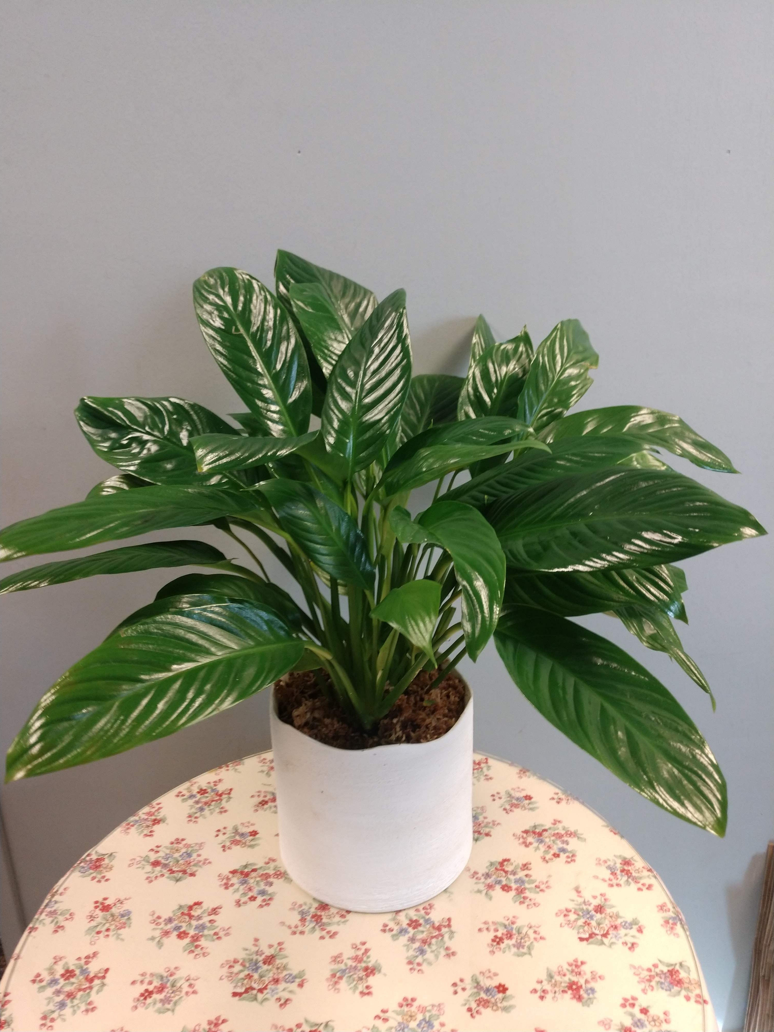 Peace Lily Plant , table top size in Carrollton, KY