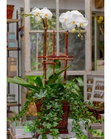 Elegant Orchids By Rancho Santa Fe Flowers And Gifts