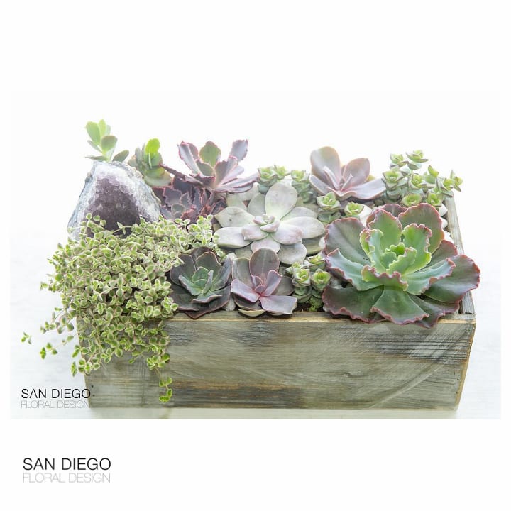 The Amethyst Succulent Box in San Diego, CA | San Diego ...