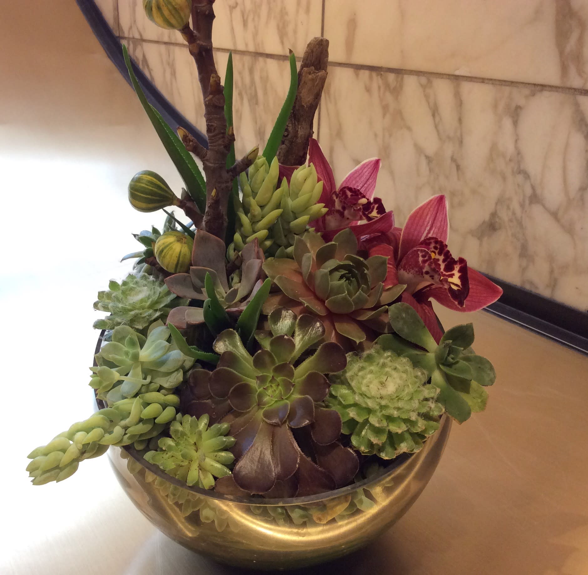 succulent aquarium in Los Angeles, CA Downtown Flowers