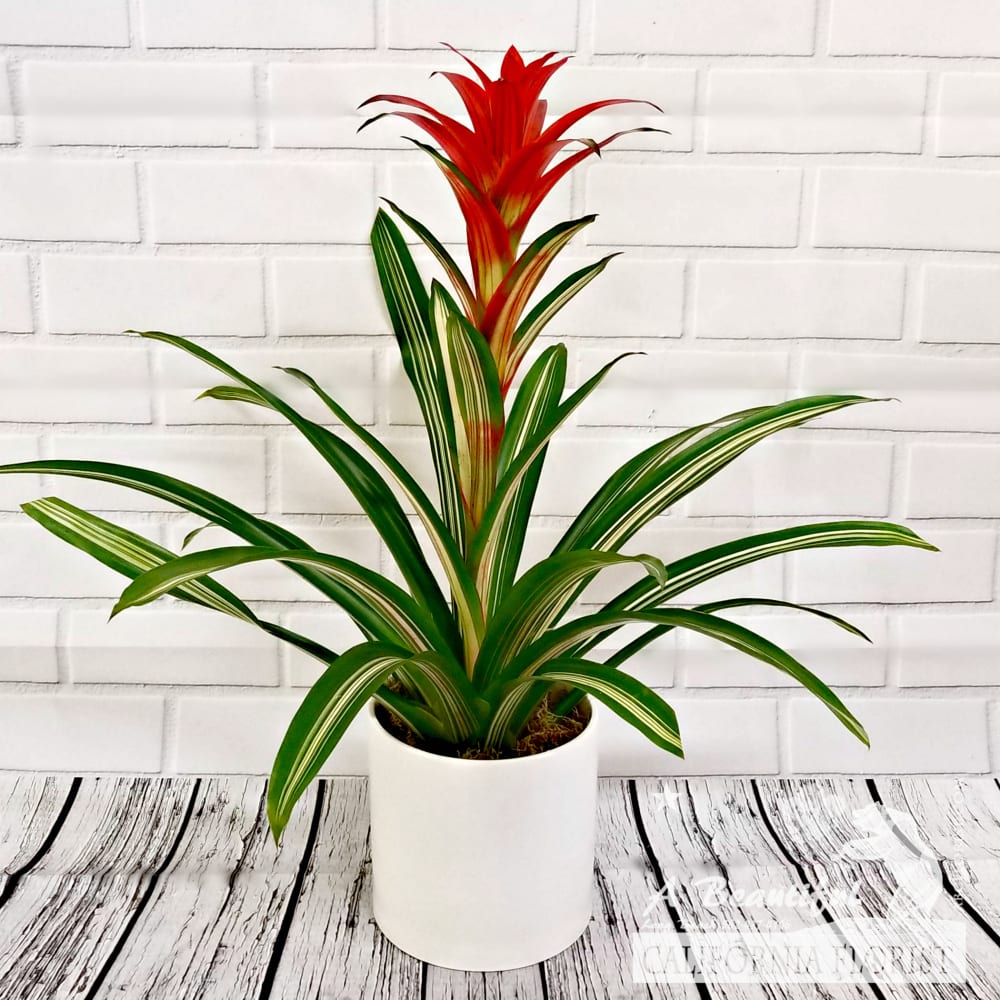 Bromeliad Plant Tropical Plants from ABC Florist Long