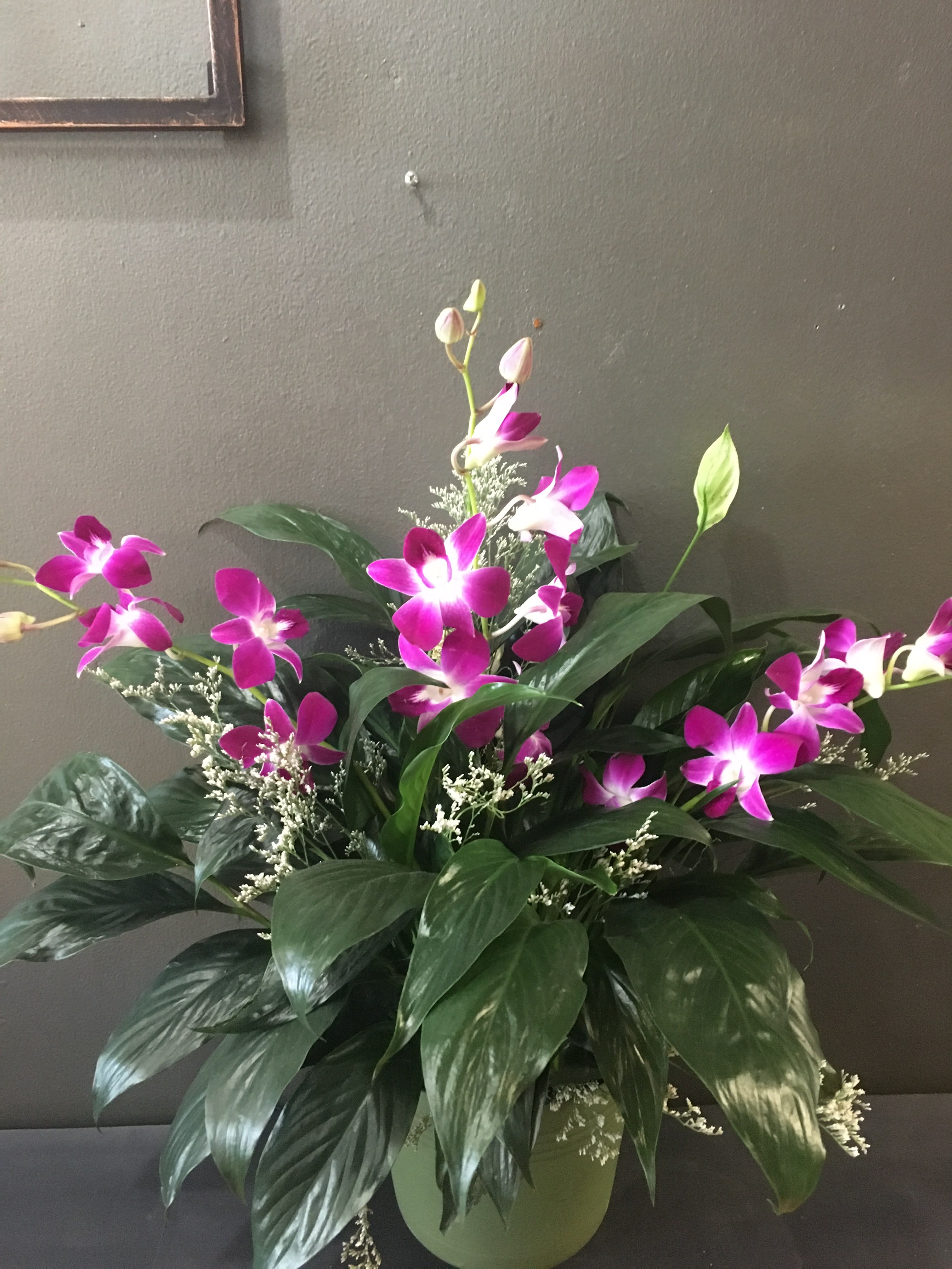 Peace Lily Plant with Cut Orchids in Somerville, MA