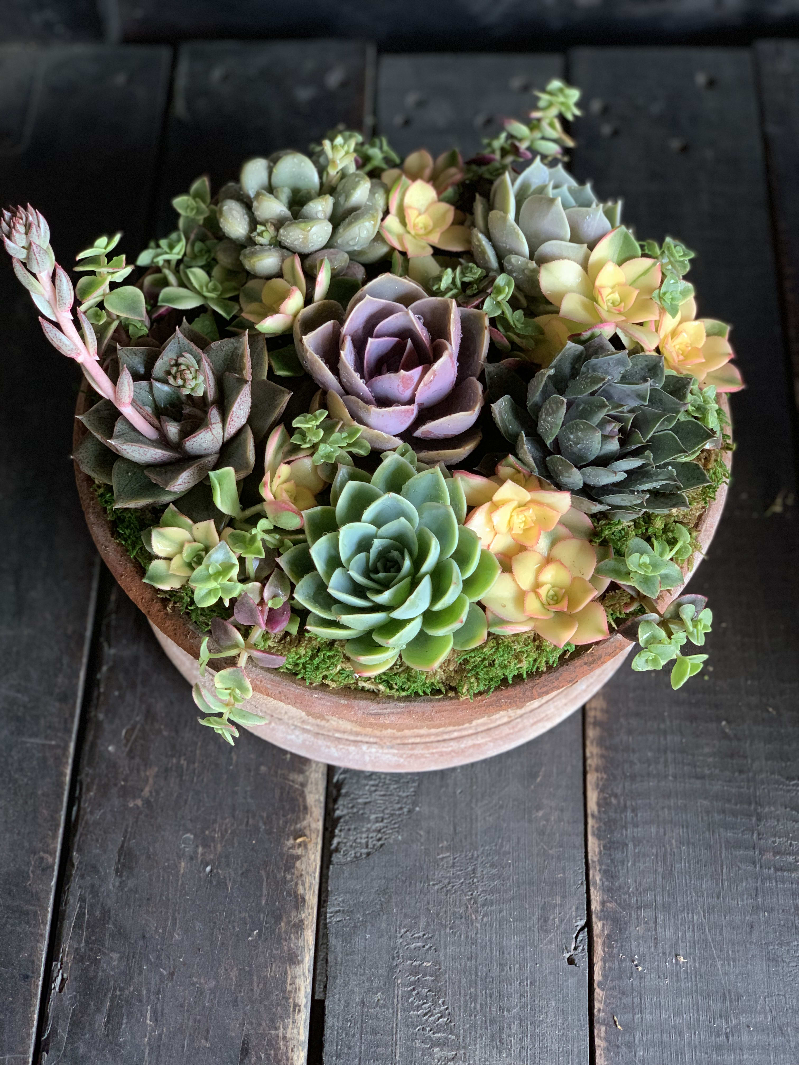 Dish Garden Beauty By Flowers With Love