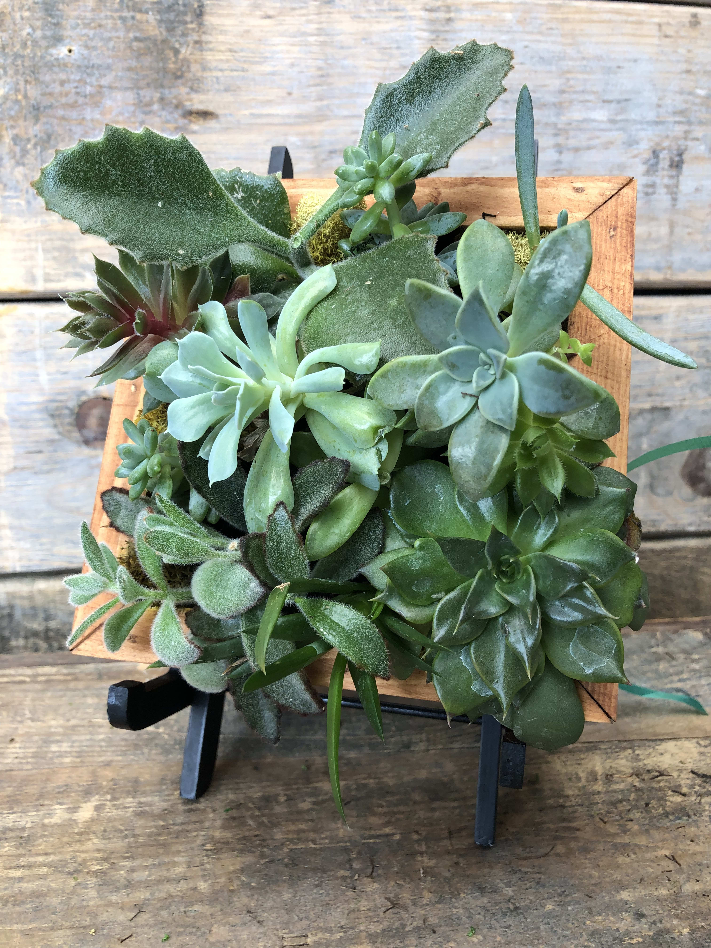Succulent Frame In Pittsford Ny Gallea S Greenhouse Florist