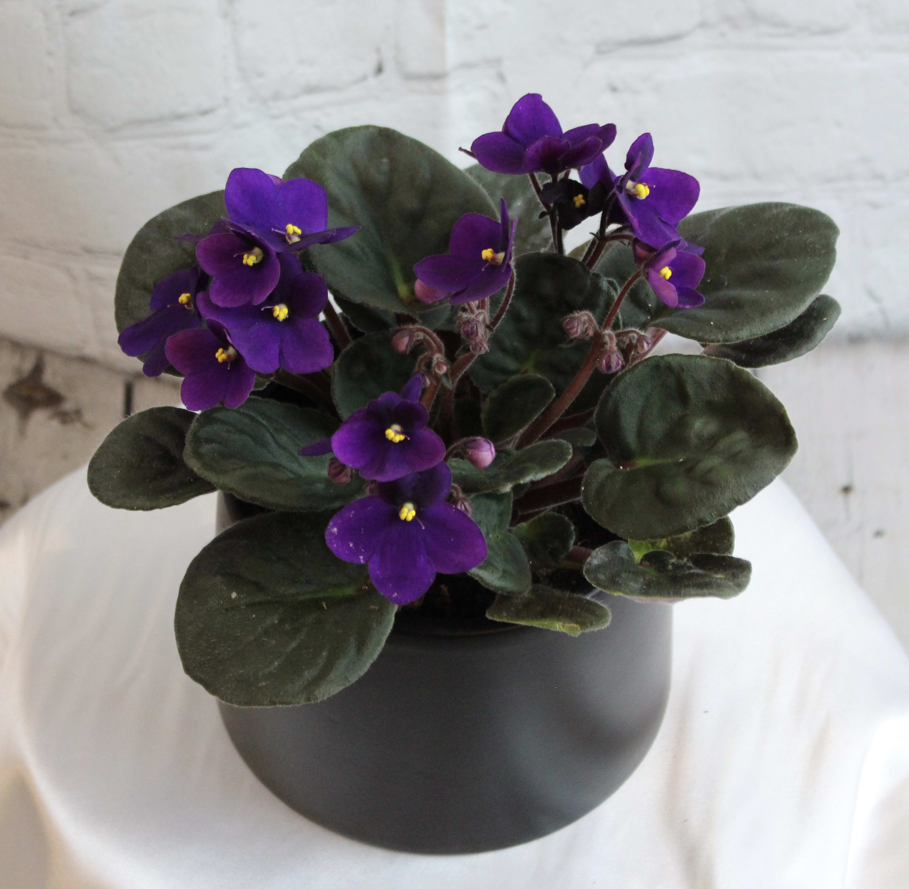 African Violet Colors