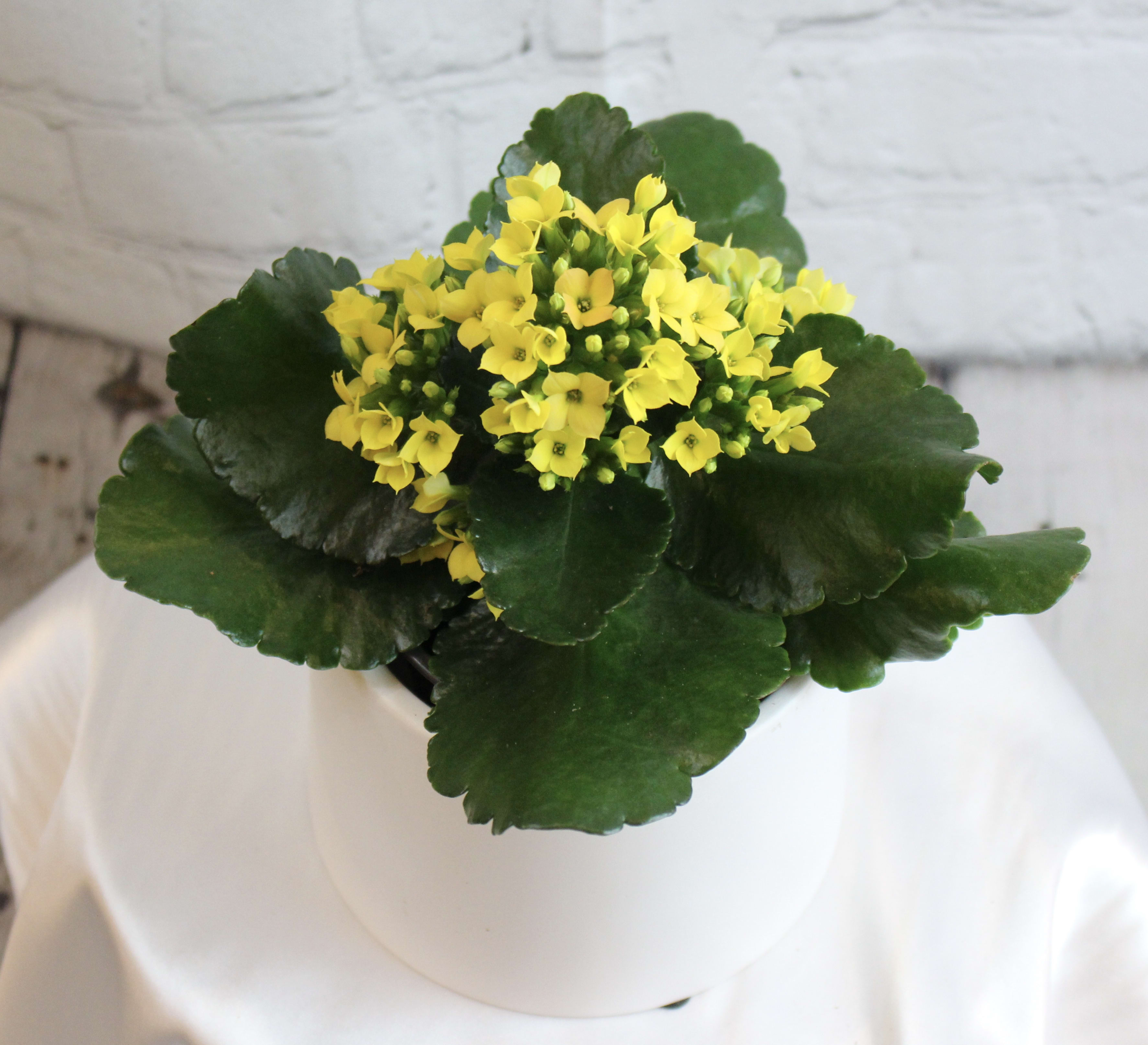 Yellow Kalanchoe Plant in Brooklyn, NY The Avenue J Florist