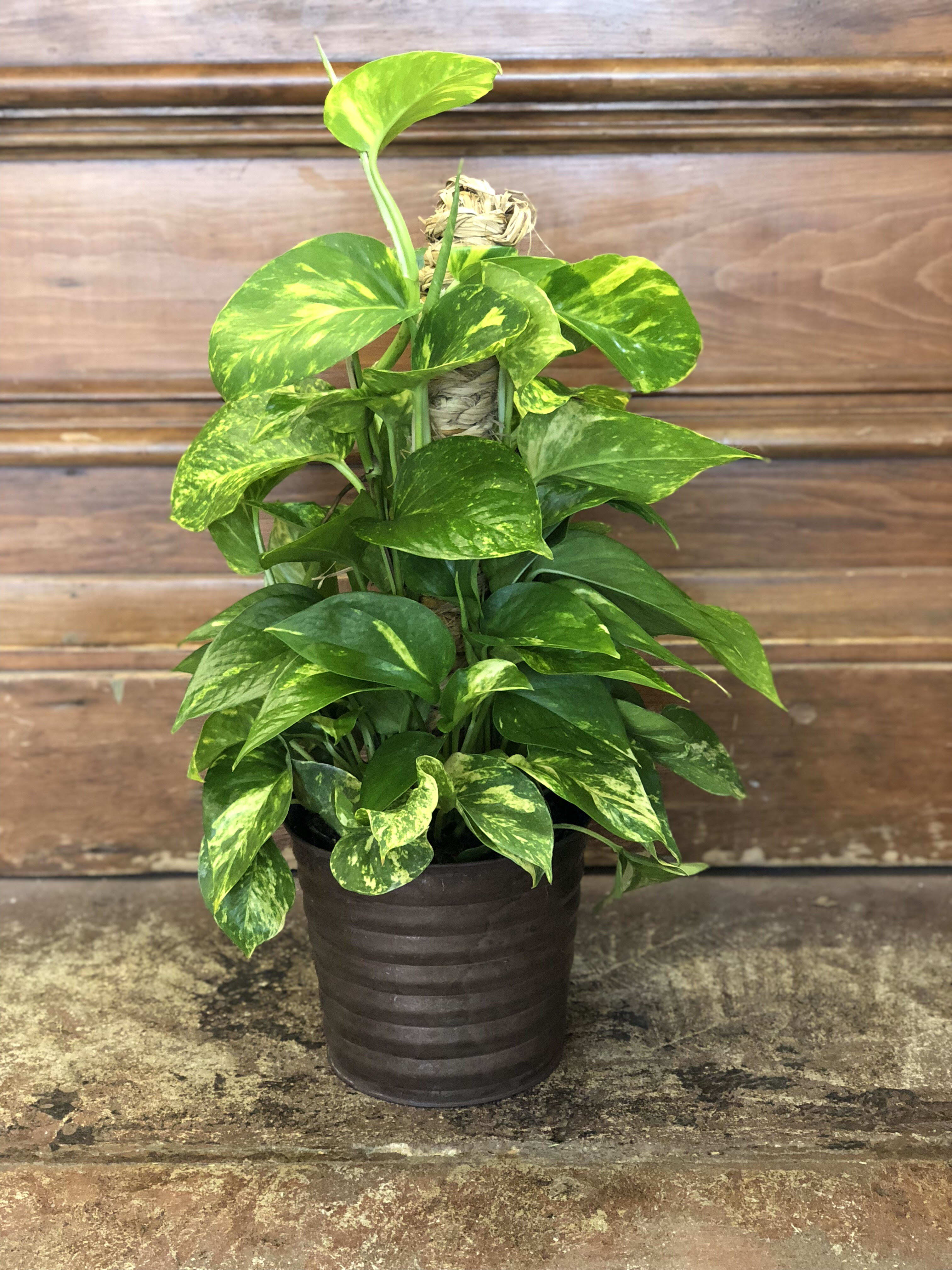 Pothos Plant in Harrisonville, MO | Garden Gate Floral