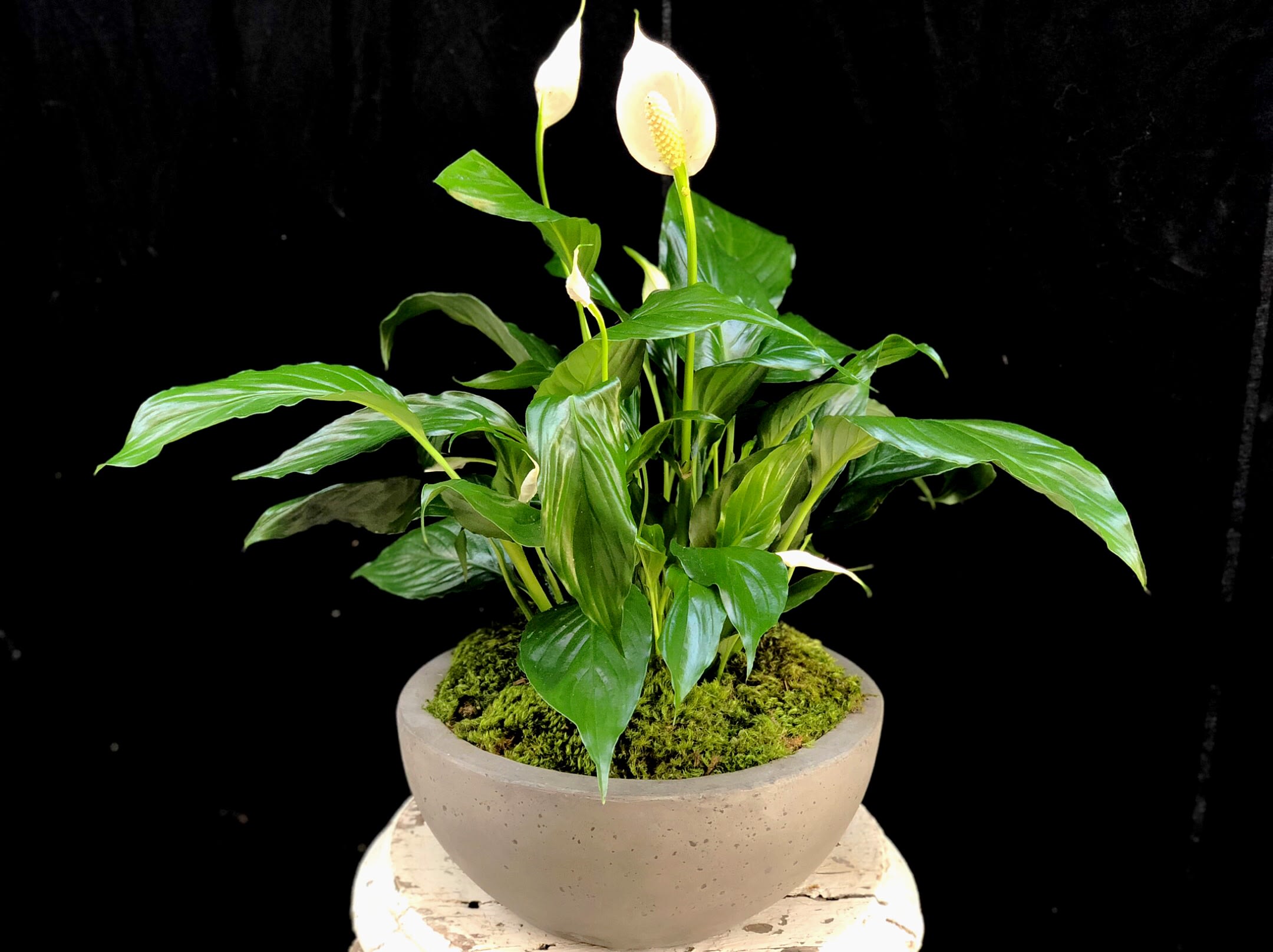 Peace Lily in Santa Barbara, CA Gazebo Gardens