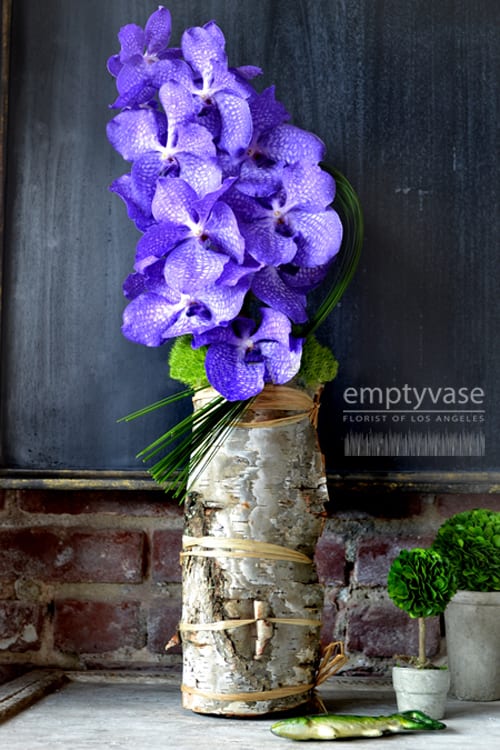 Birch Vandas By Empty Vase