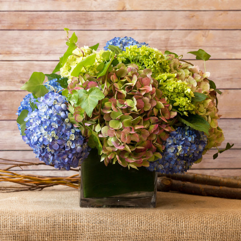 CLASSIC HYDRANGEA ARRANGEMENT in New York, NY Flowers by Philip