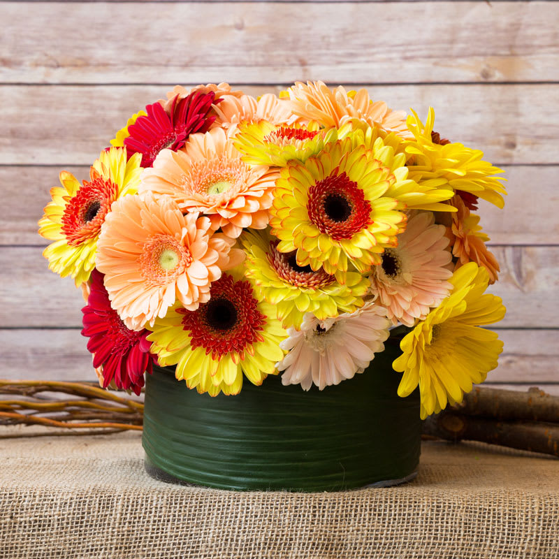 Gerber Daisies - 40 Assorted Gerber Daisy : Free shipping on orders over $25 shipped by amazon.