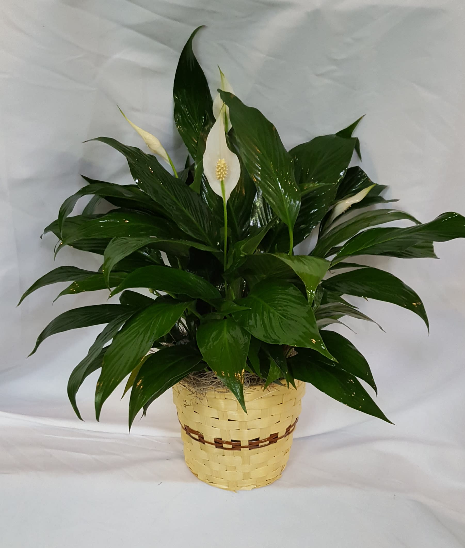 6 inch Peace Lily in Warren, OH Jensen's Flowers & Gifts, Inc.