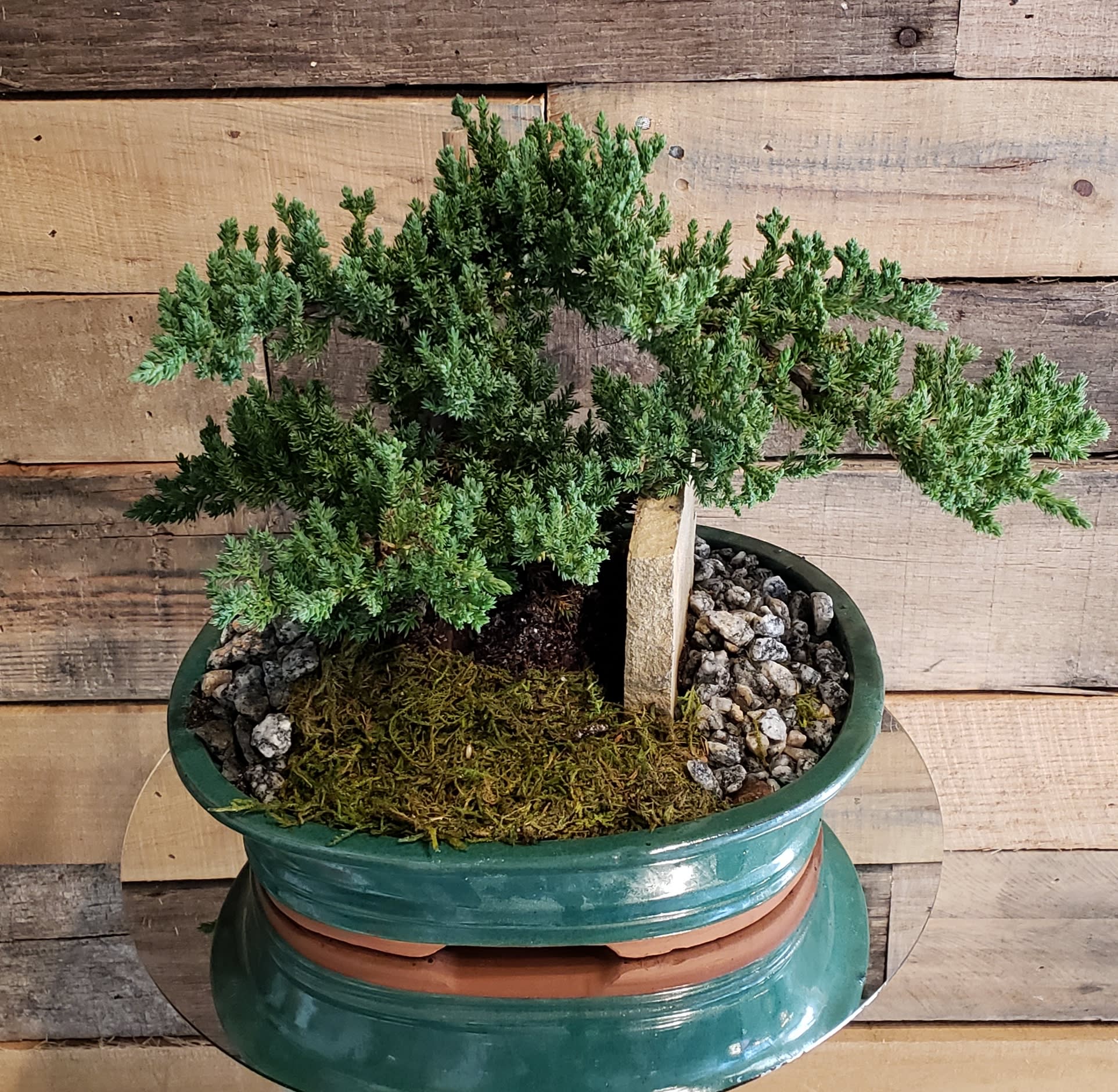 Bonsai Tree In Norfolk Va The Sunflower Florist