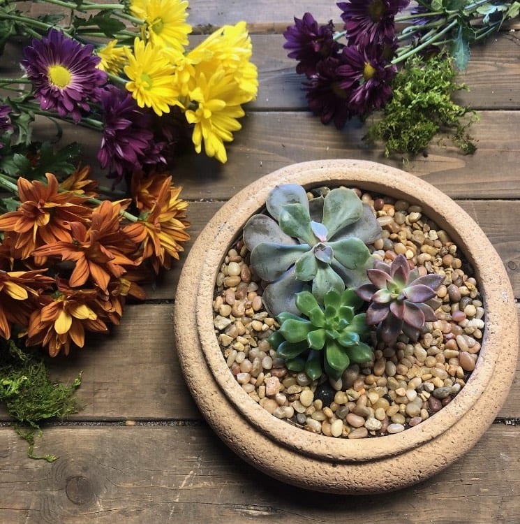 Potted Succulent Garden In Colorado Springs Co Bella Calla