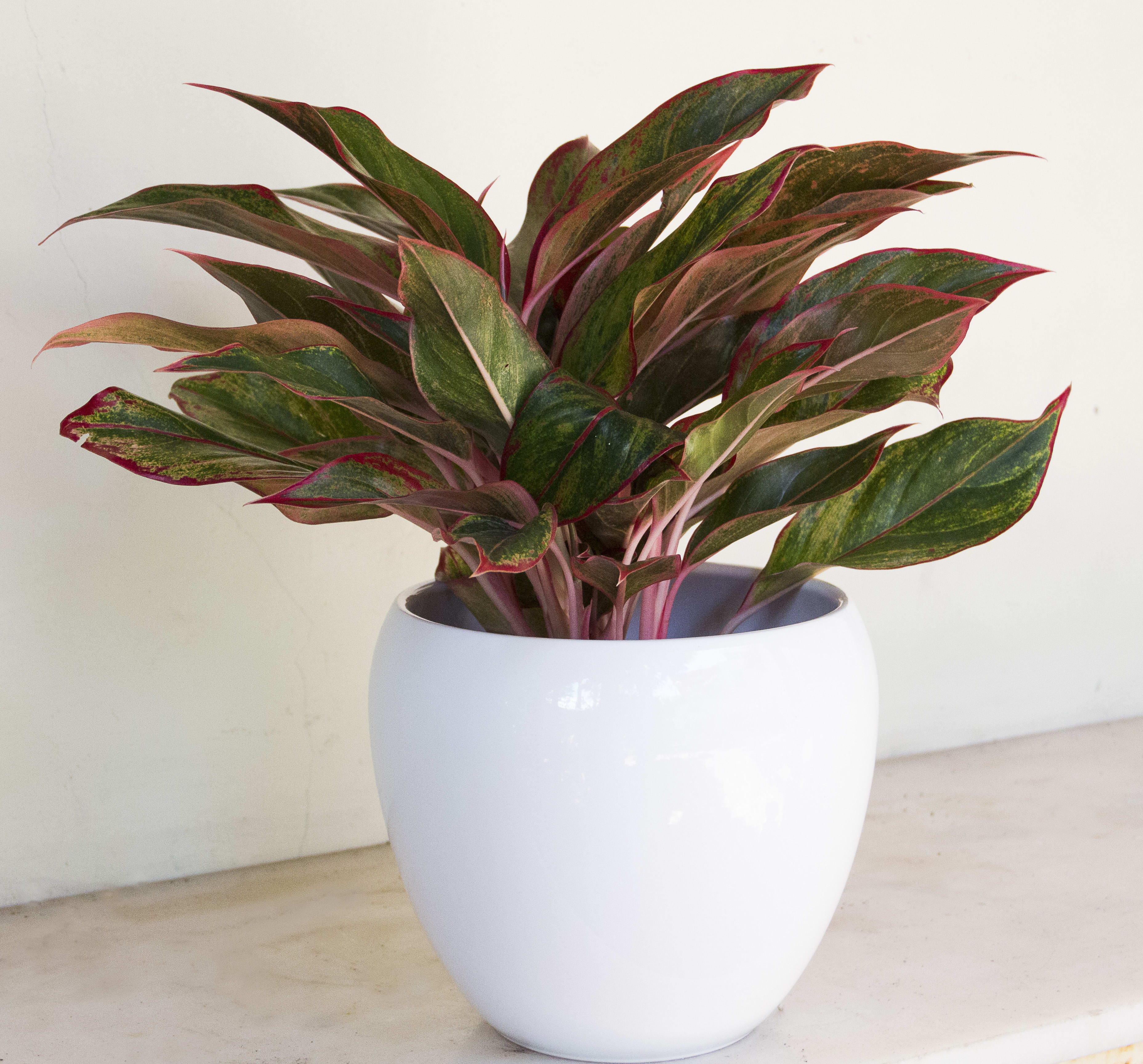 Pink Tinged Aglaonema in White Decor Container in MIAMI ...