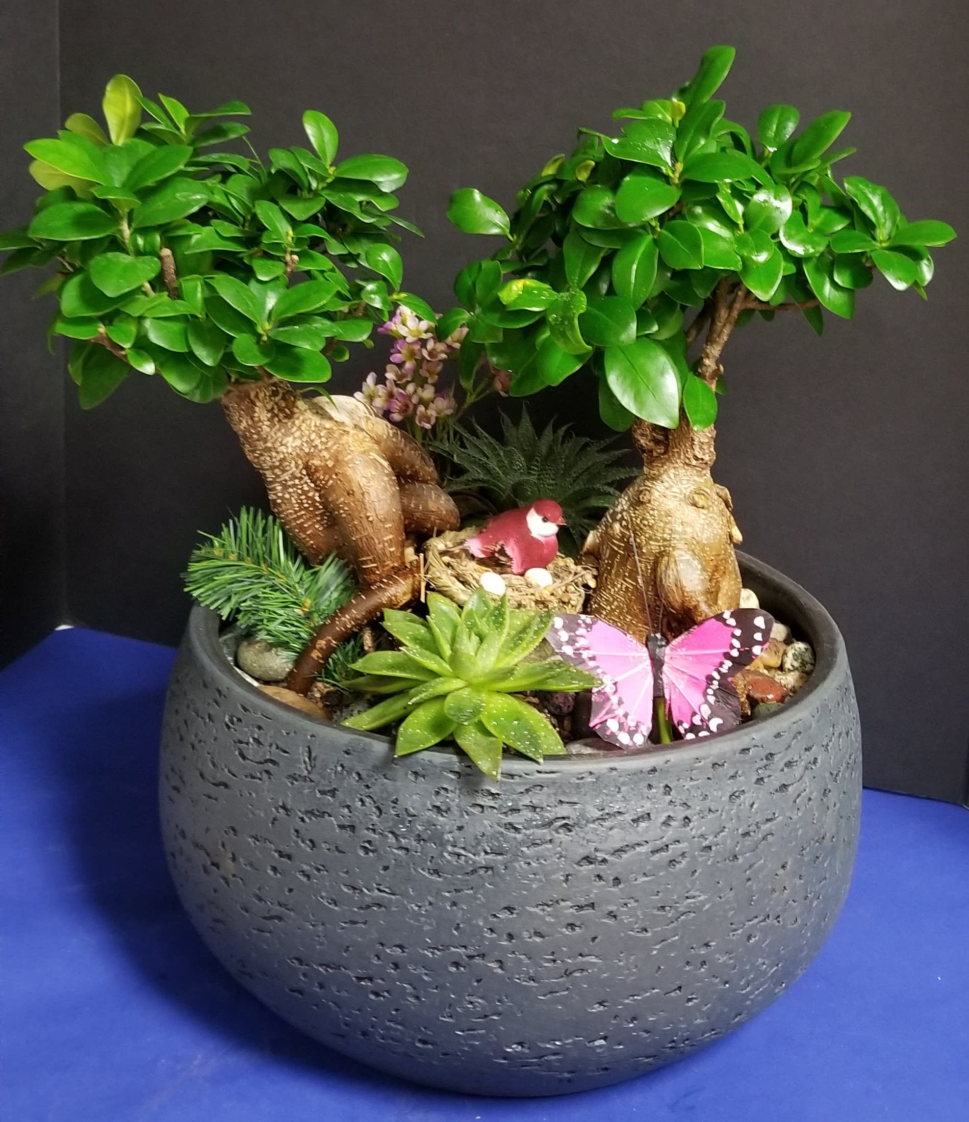 Double Ficus Jinseng In A Stone Bowl In Seattle Wa Avant