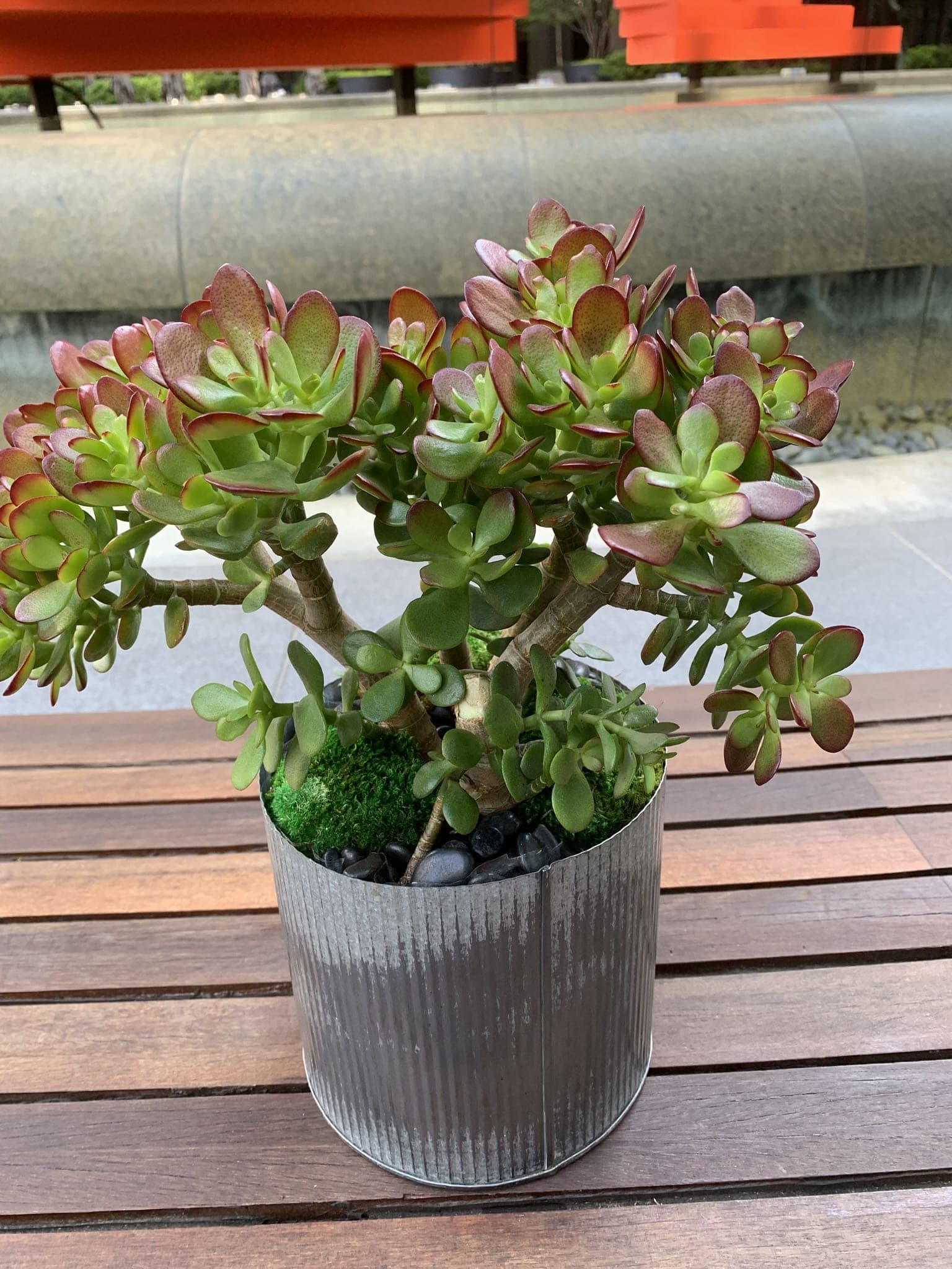 - Vibrant And Healthy Jade Tree For Sale