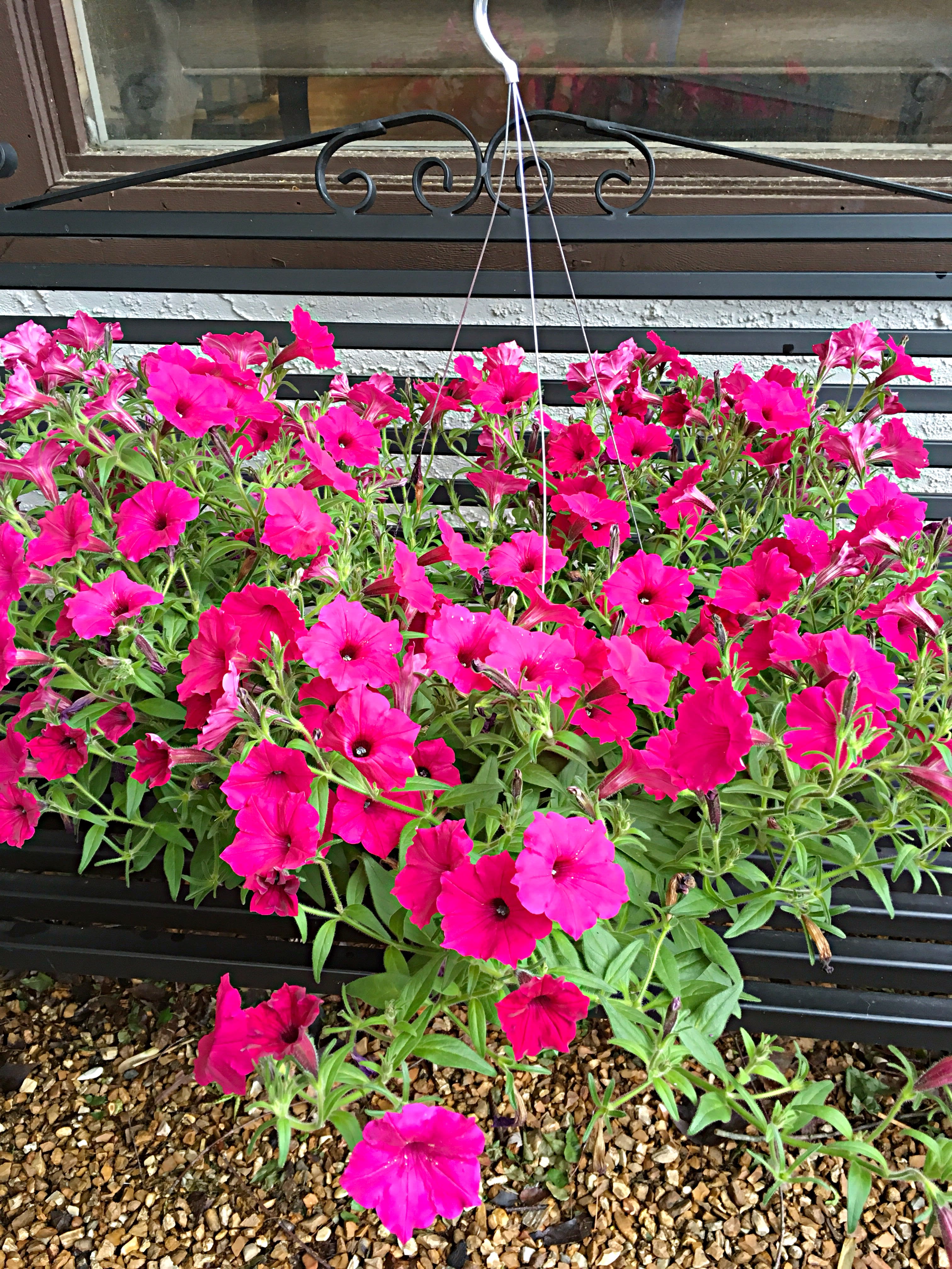Supertunia Annual Hanging Basket in Springfield, MO Wickman's Garden