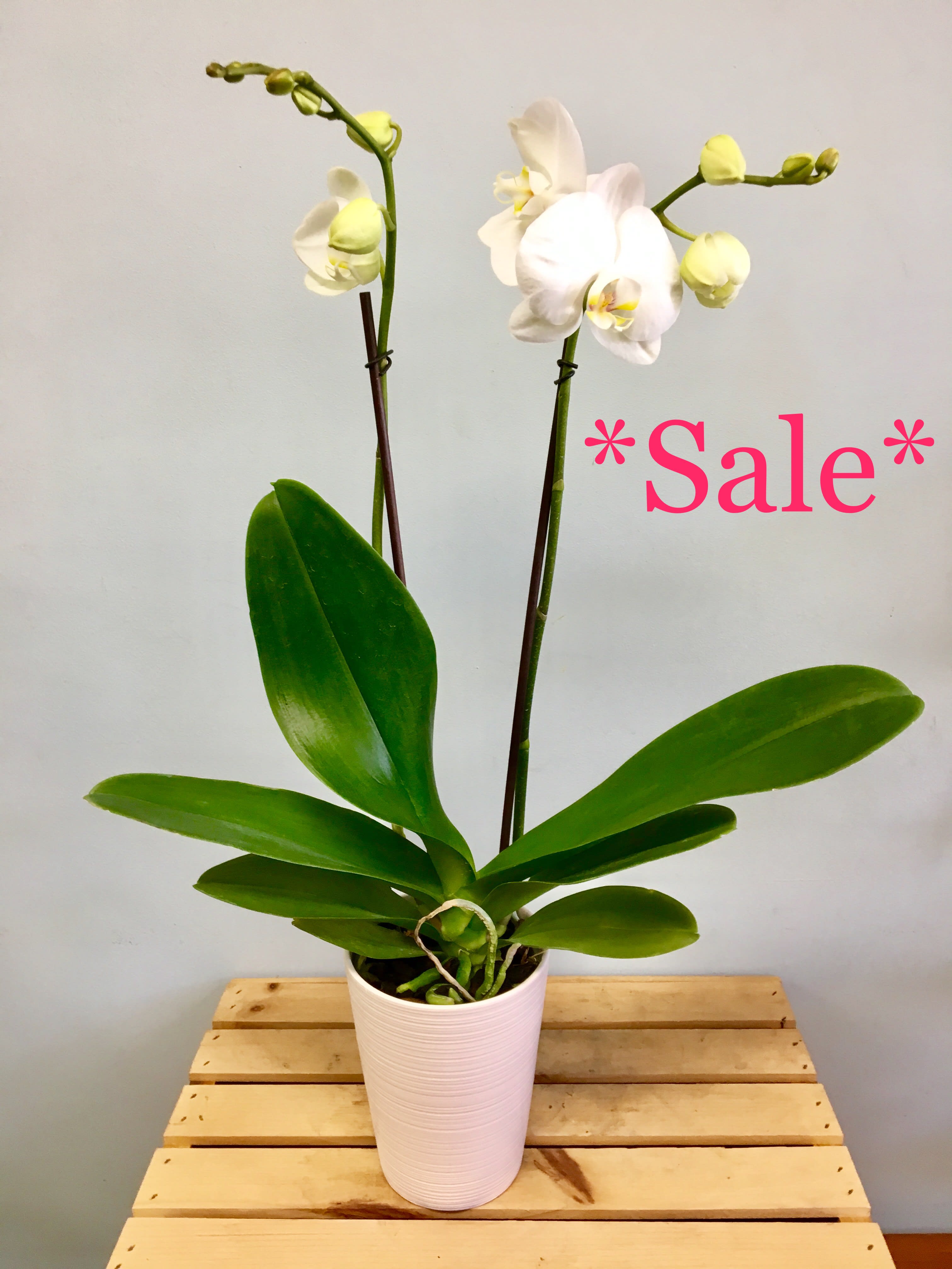 White Orchid Plant in Cambridge, MA Coady Florist