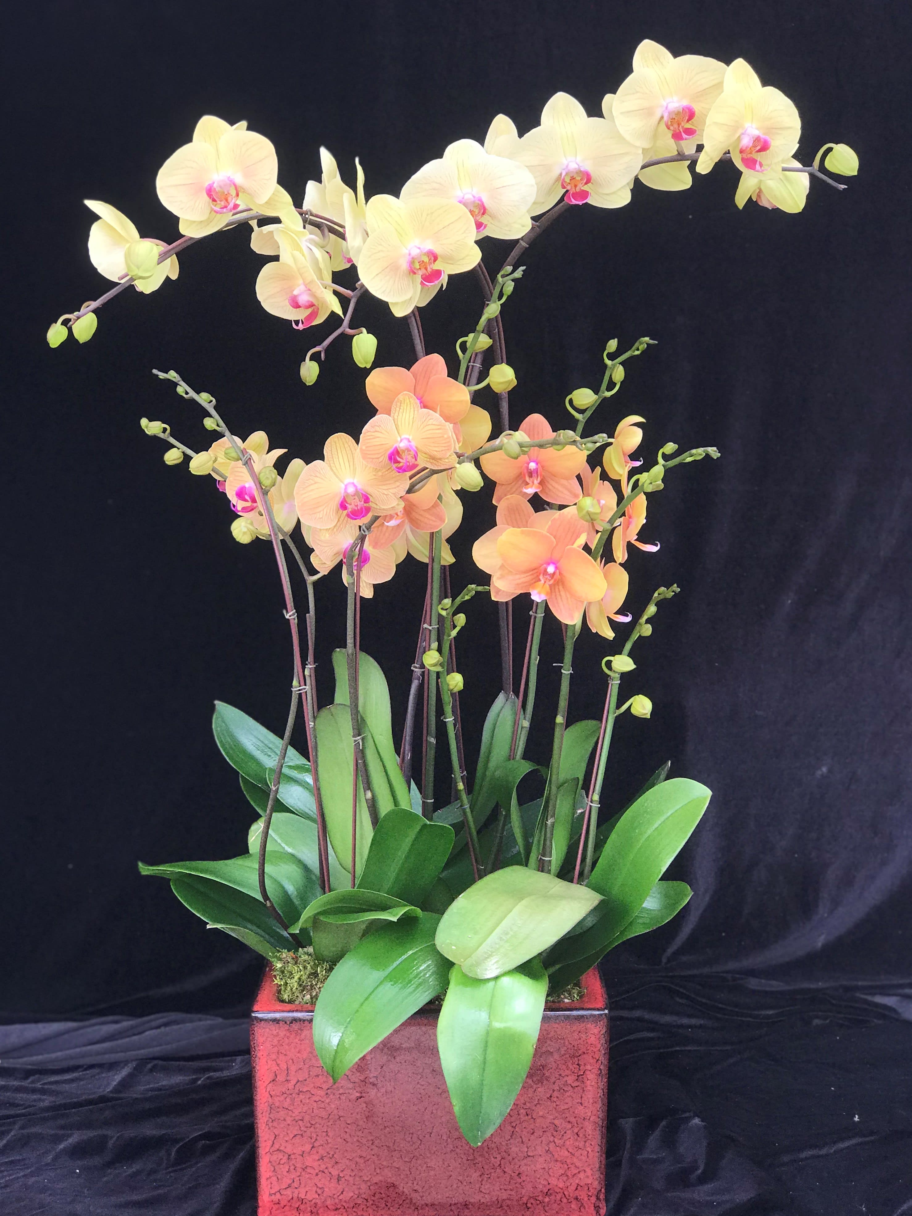 Mother S Day Orchids 3 By Divine Orchids