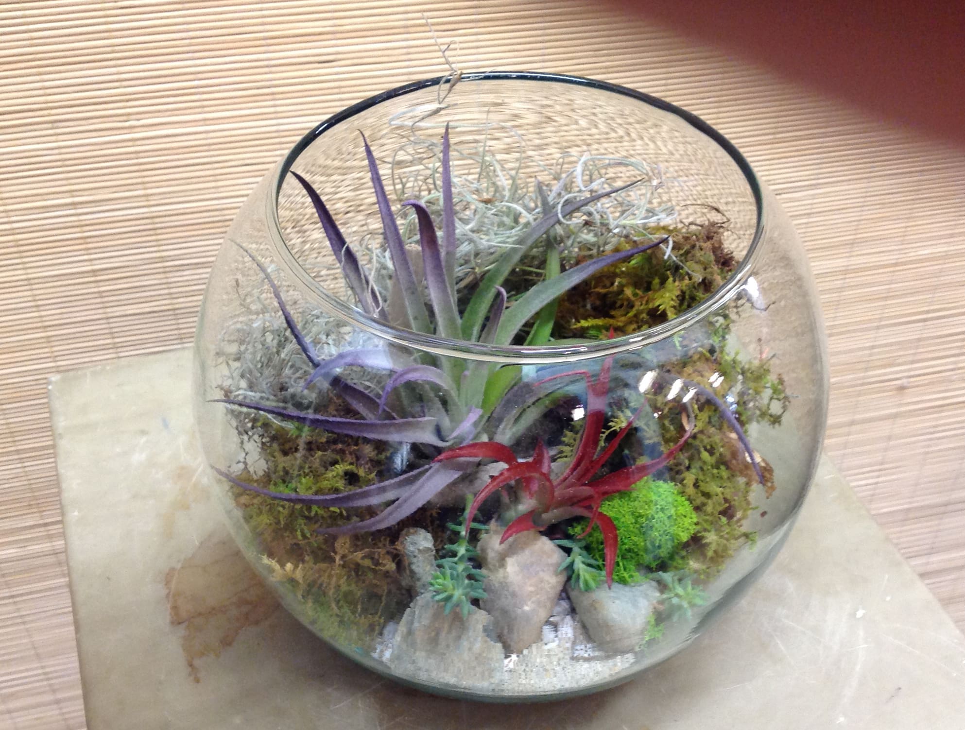 Air Plant Terrarium in Martinez, CA Park Florist Martinez