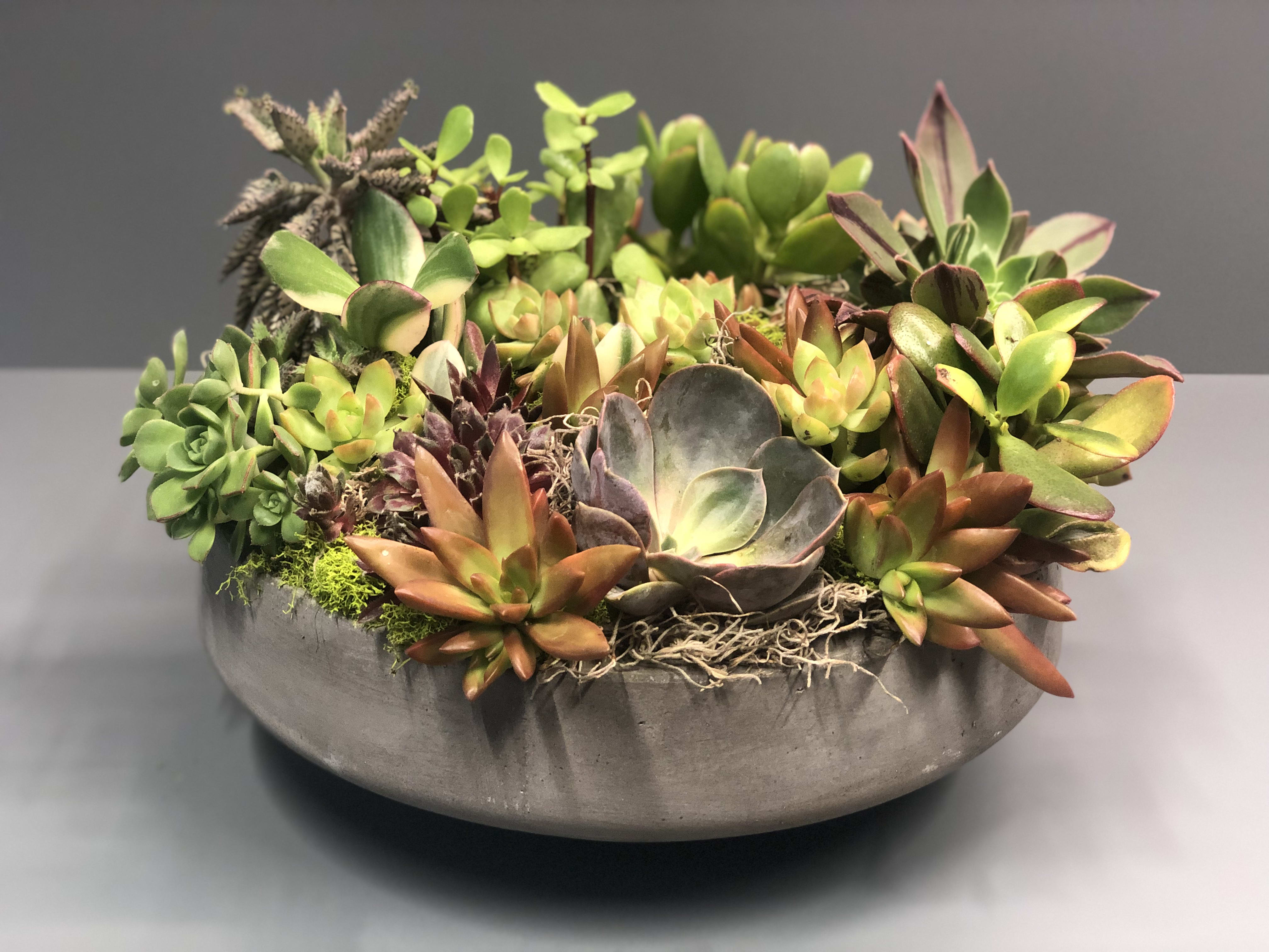 Unique Succulent Plant Arrangements for Large Space