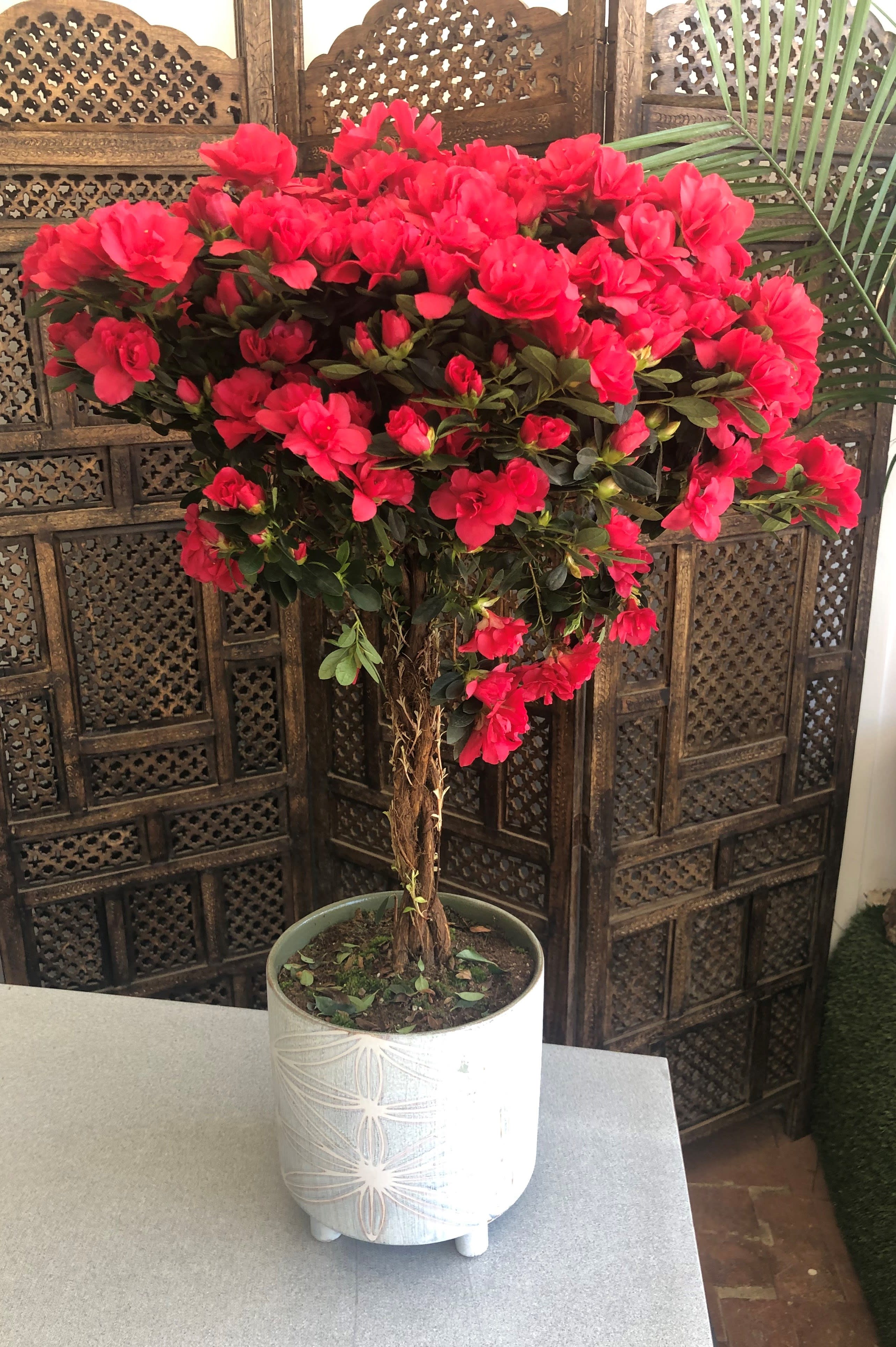 Azalea Tree in Playa Del Rey, CA | Playa Del Rey Florist
