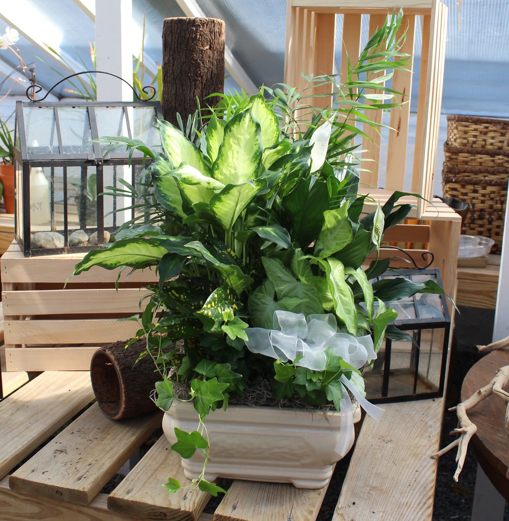 Premium Dish Garden in Peabody, MA | Evans Flowers