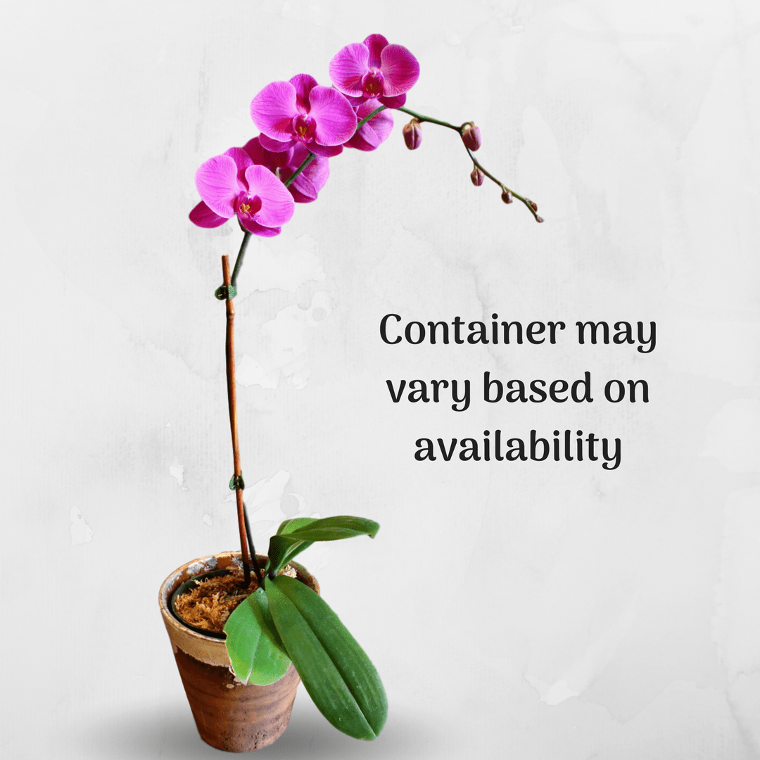 Elegant Orchid Plant - Purples & Pinks in Annapolis, MD ...
