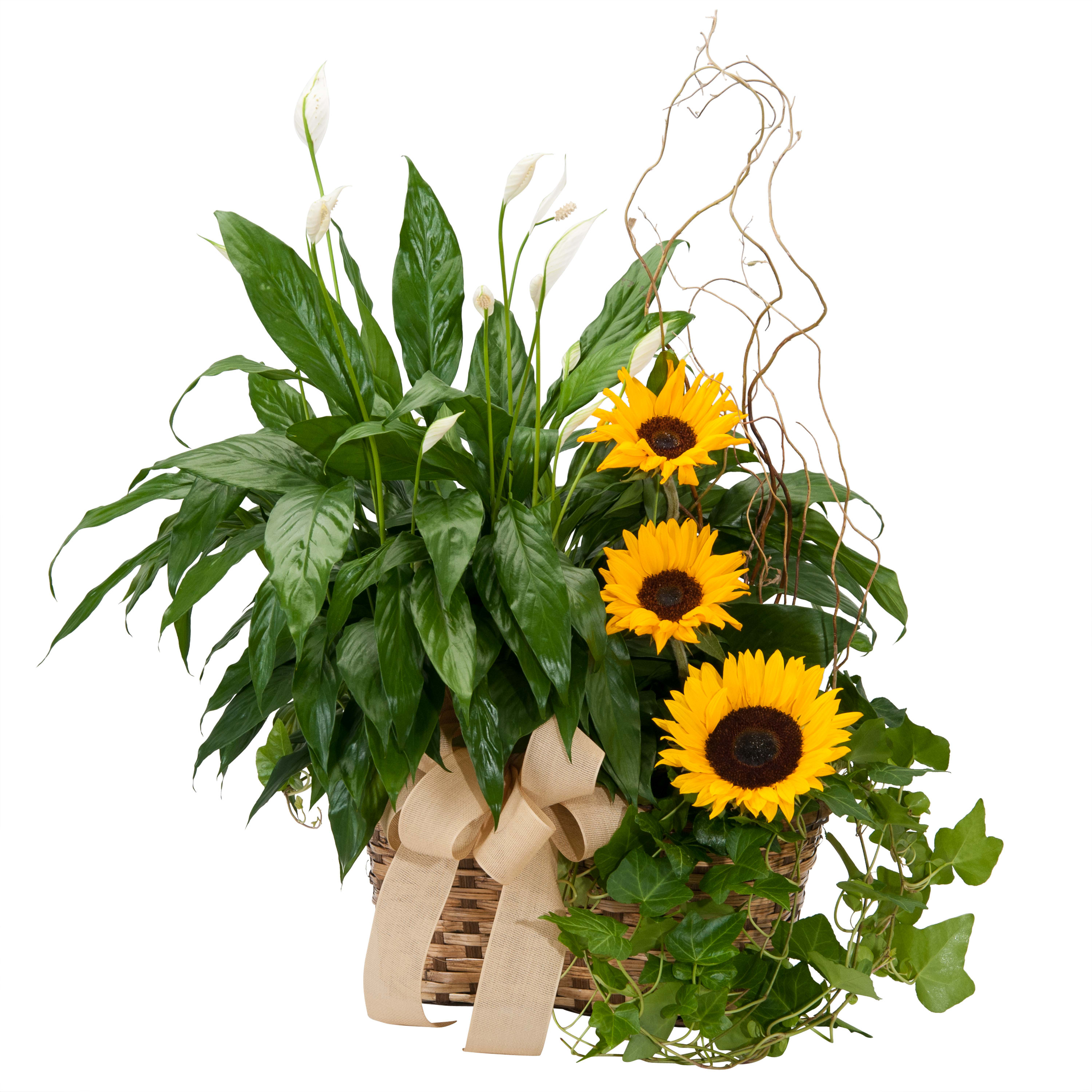 Plants And Sunshine Tmf 766 In Bensalem Pa Flower Girl Florist