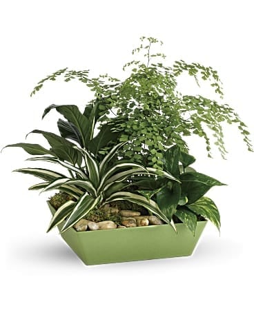 Forever Green Plant Garden In Aiken Sc Ivy Cottage Flowers Gifts