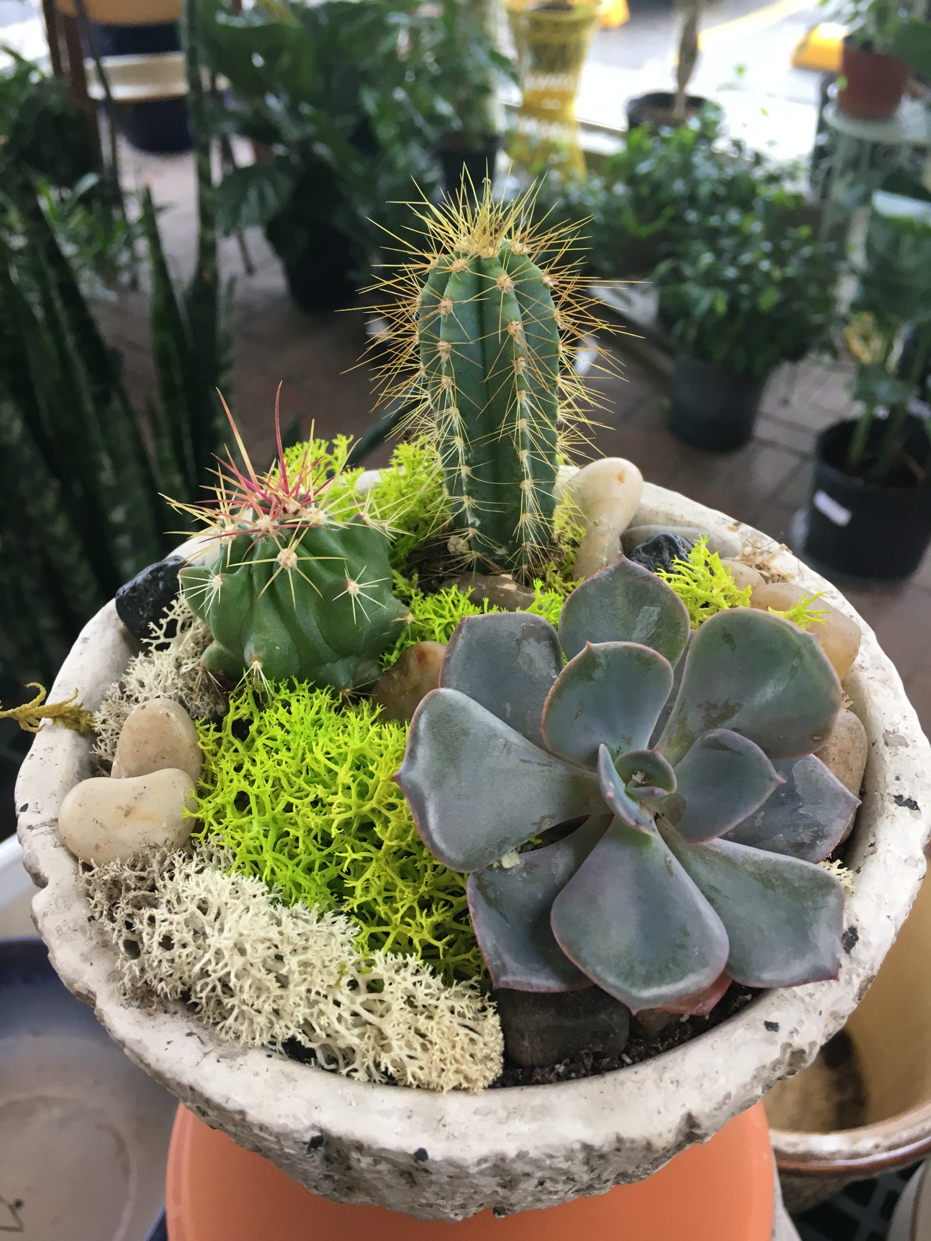 Small sccculent anc cactus garden in Boulder, CO BOULDER