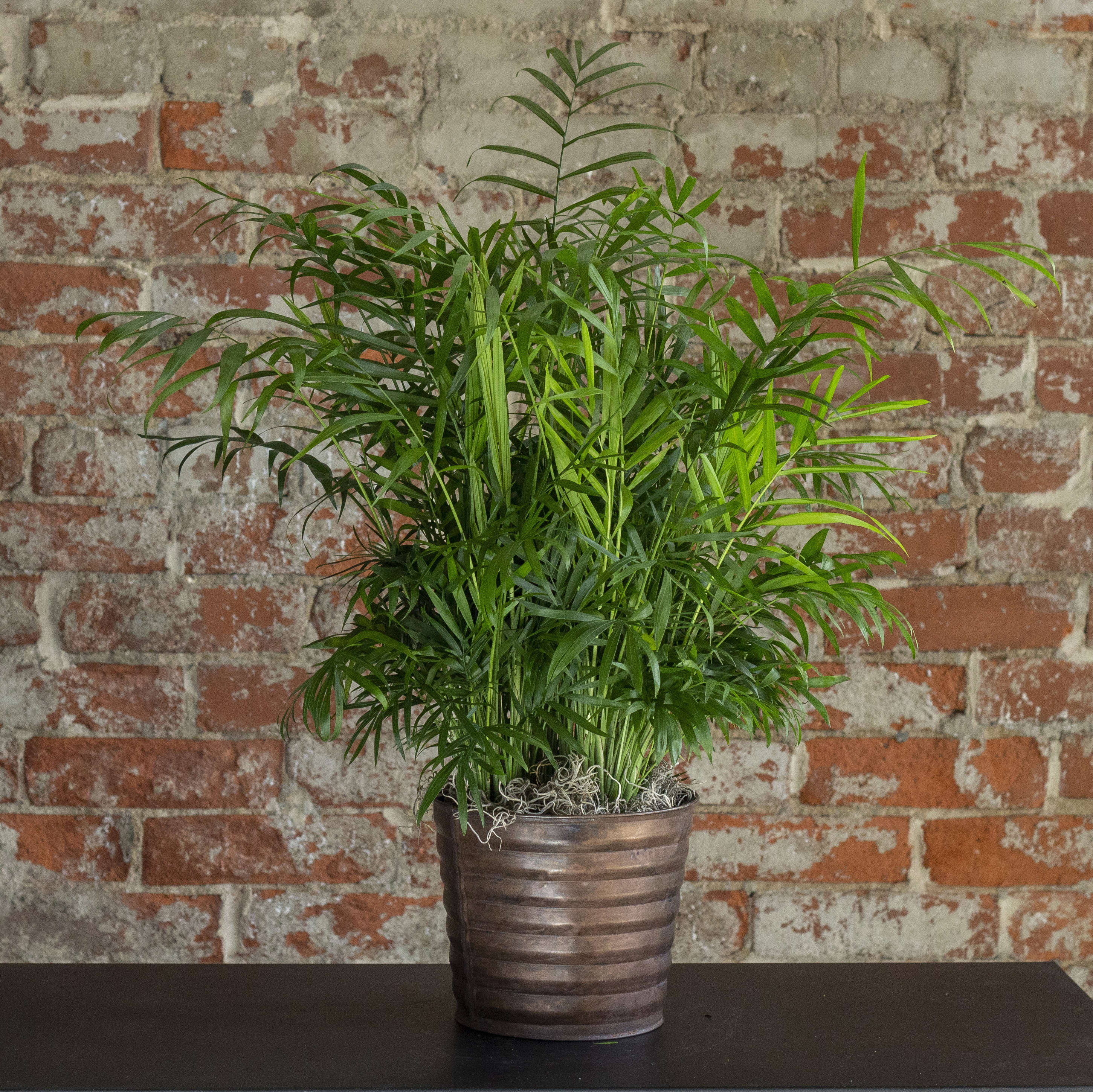 Neanthe Bella Palm Plant