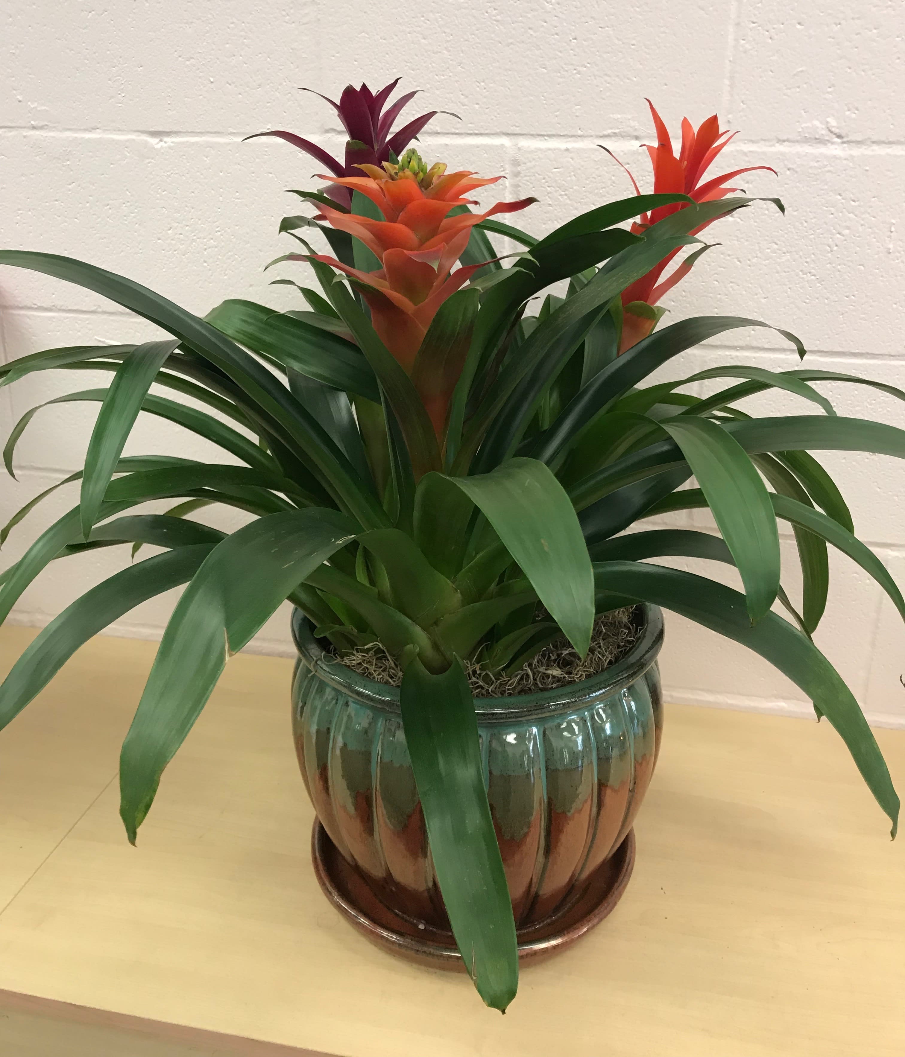  Tropical House Plants  in Lawrenceburg IN Artistic Floral
