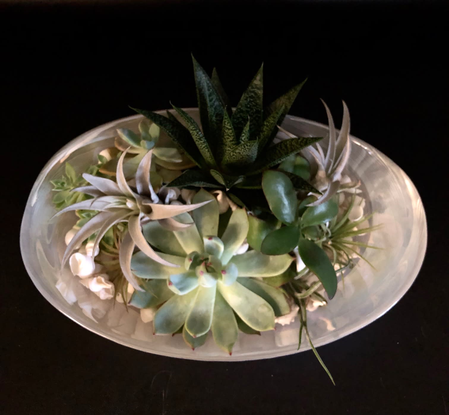 SUCCULENTS AND AIR PLANTS in West Palm Beach, FL | Love's ...