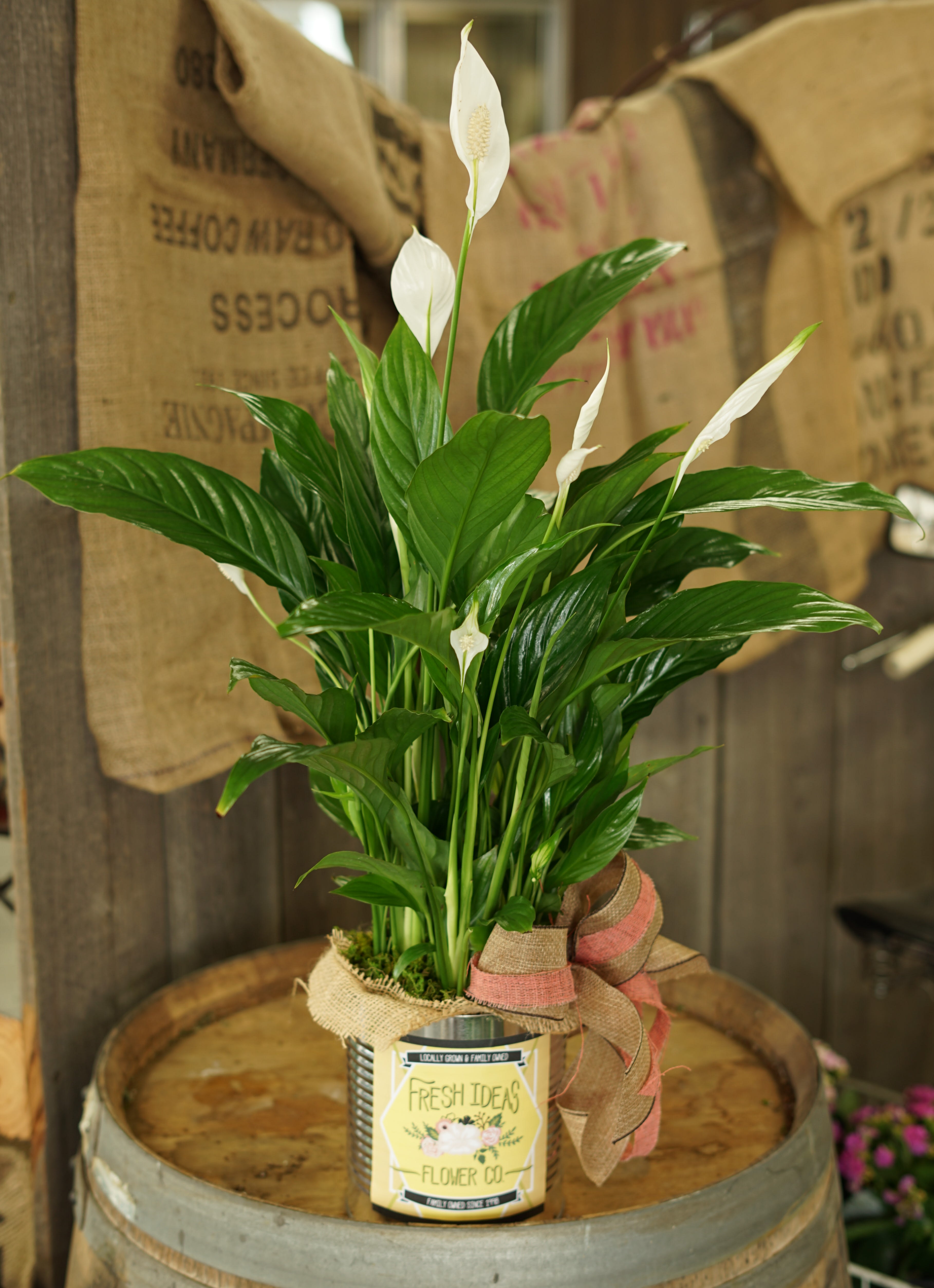 Peace Lily - 6 inch in Modesto, CA | Fresh Ideas Flower Co