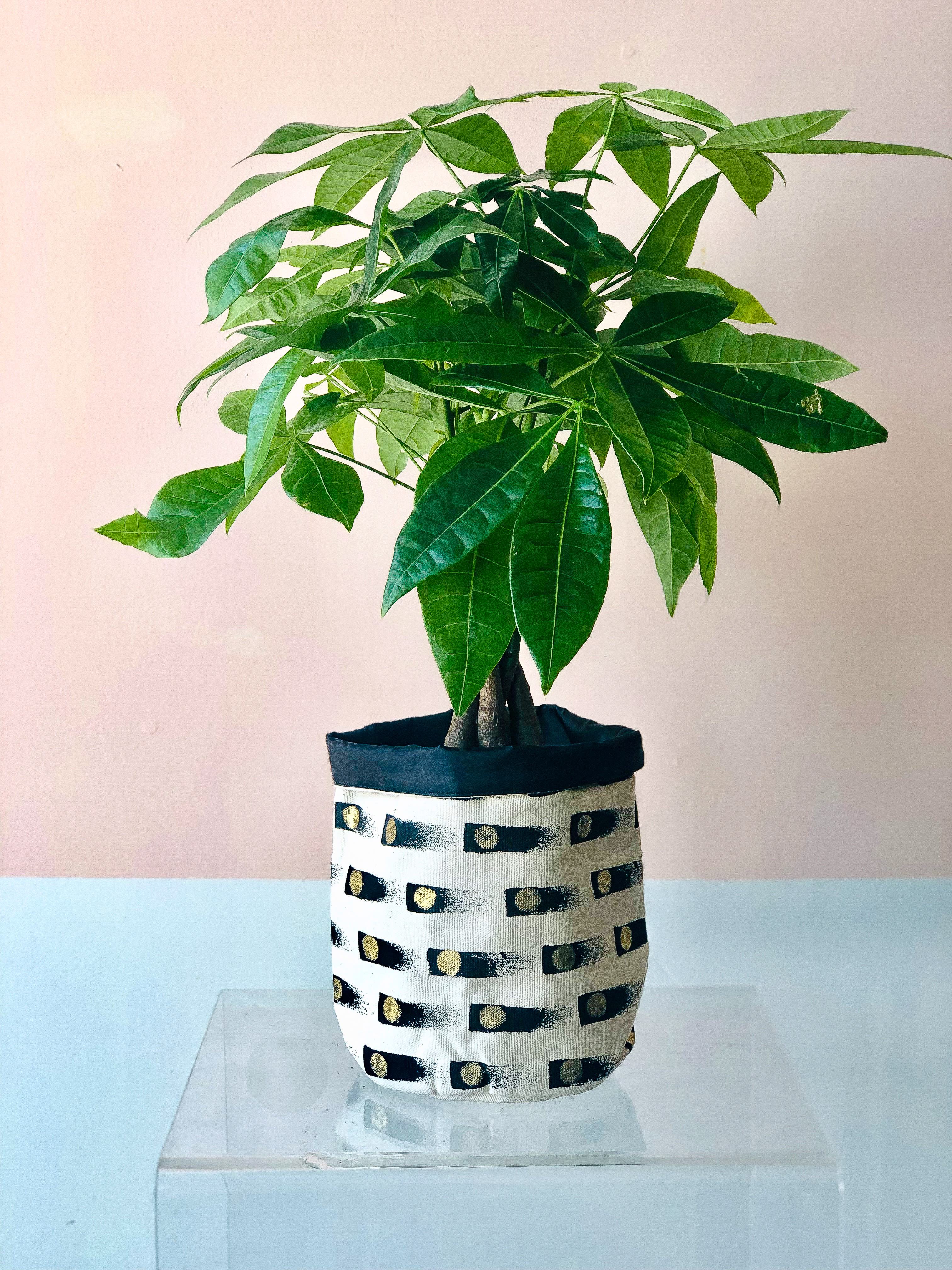 What Is The Best Fertilizer For A Money Tree | Cromalinsupport