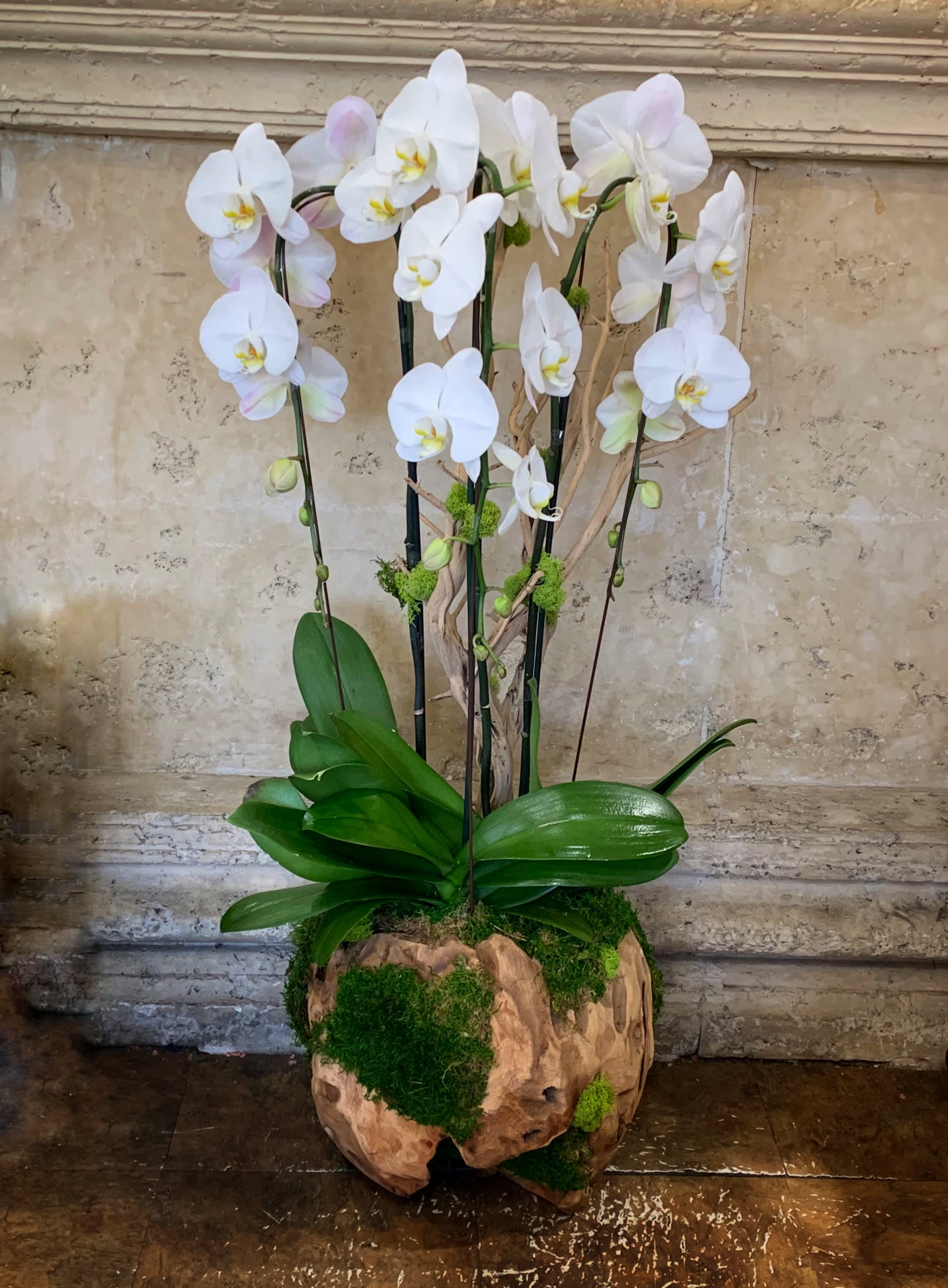 Exotic Orchid Plant in Marina del Rey, CA Heathers Flowers