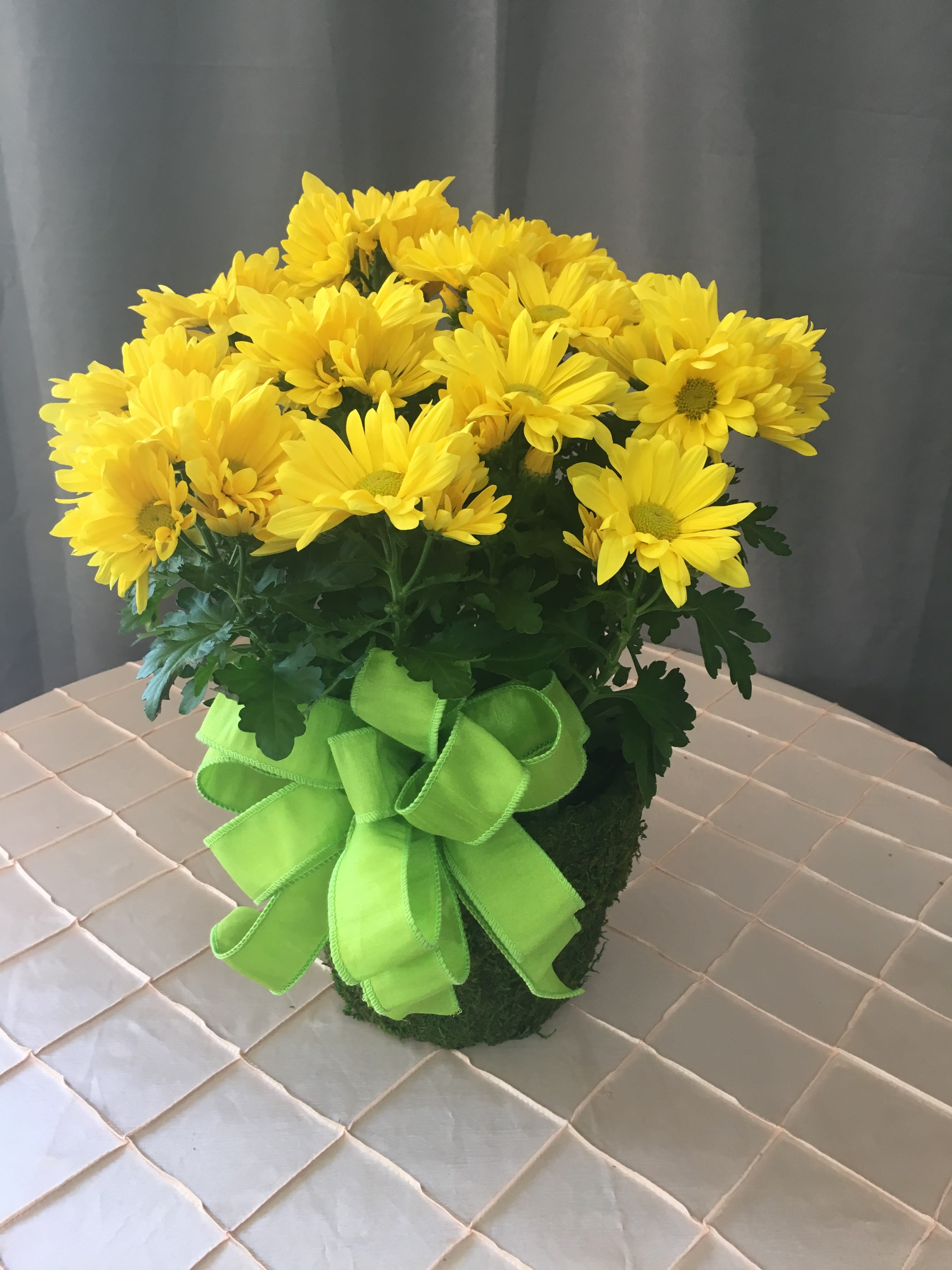 Mums the word in Saint Louis, MO Always in Bloom