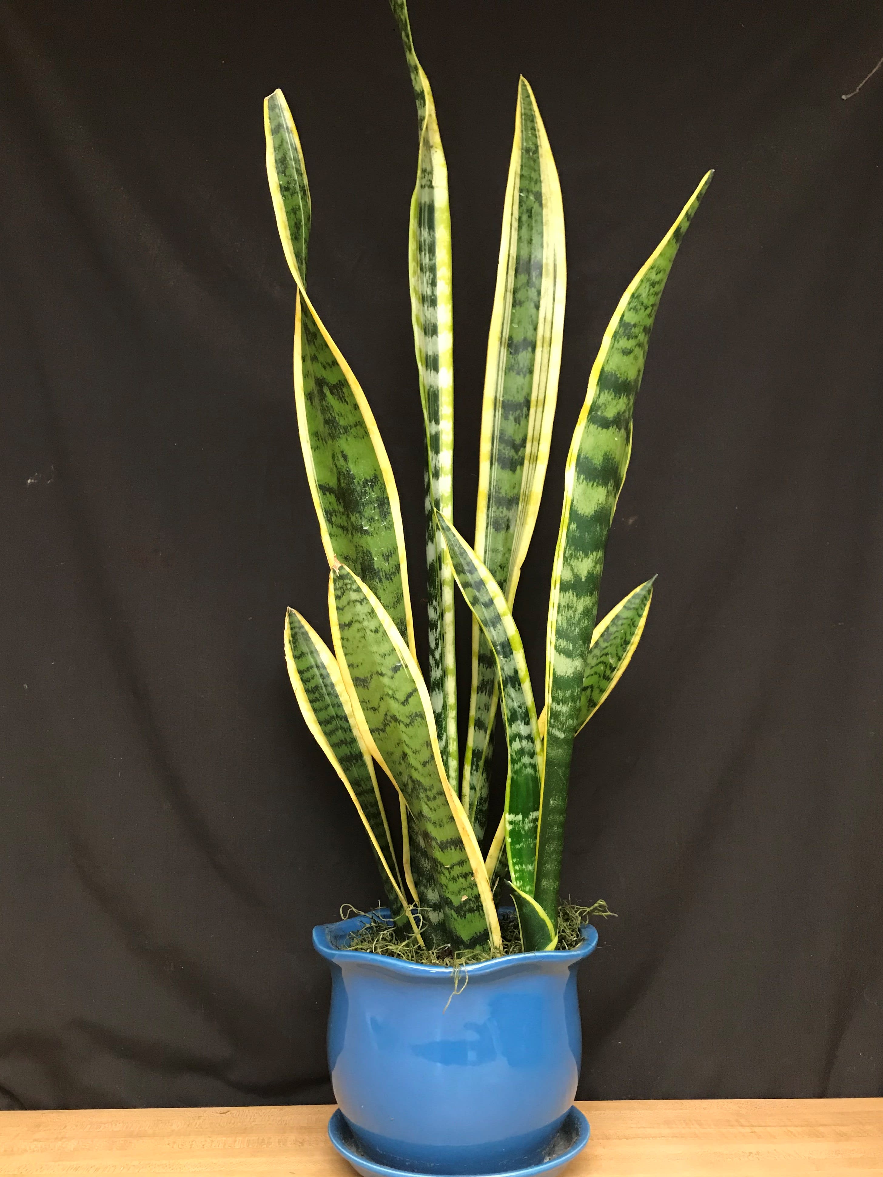 Snake Plant in Decorative Pot in Voorhees, NJ | Green Lea