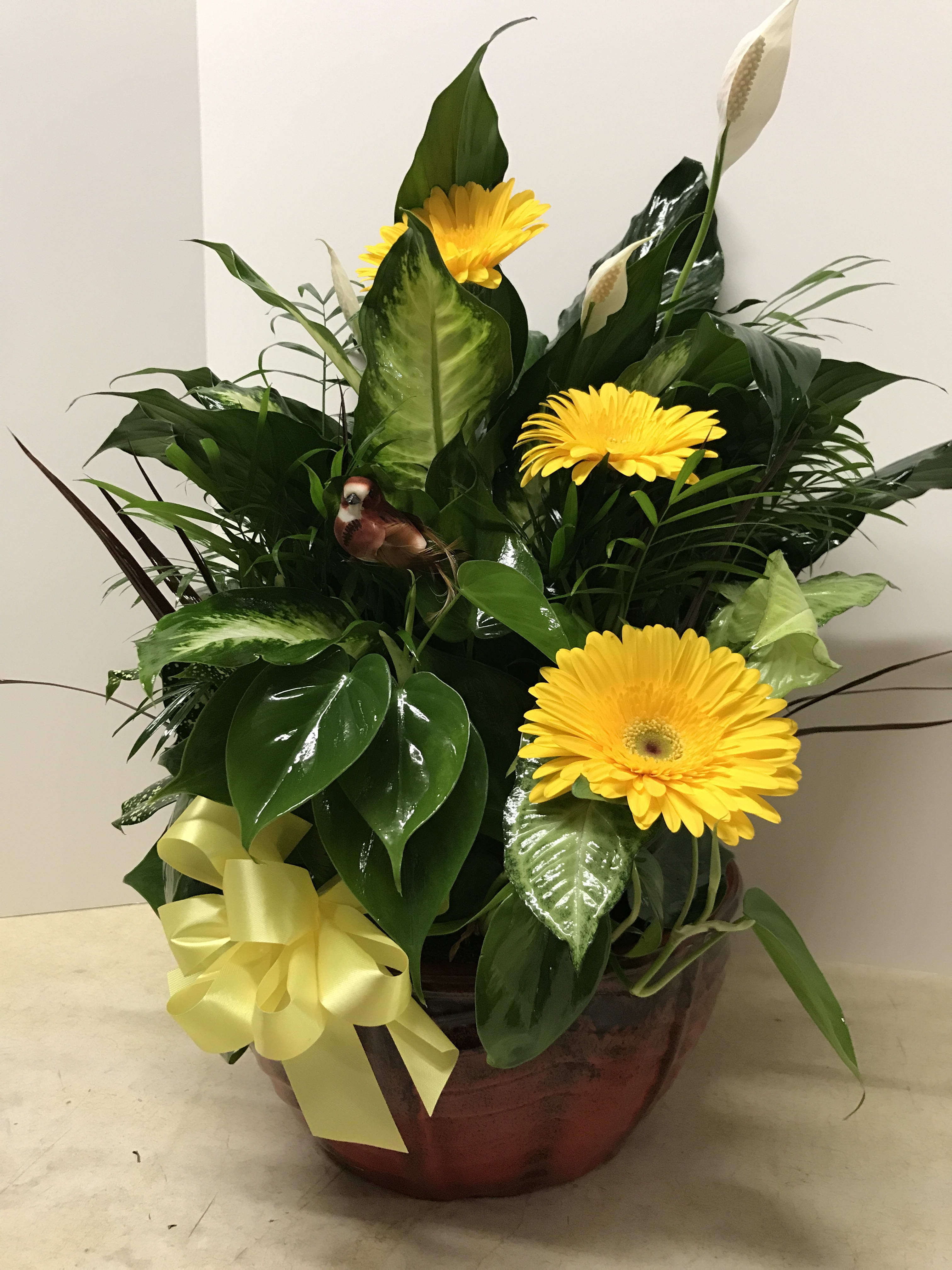 Dish Garden Of Assorted Green Plants And Fresh Flowers By Angle Florist Inc