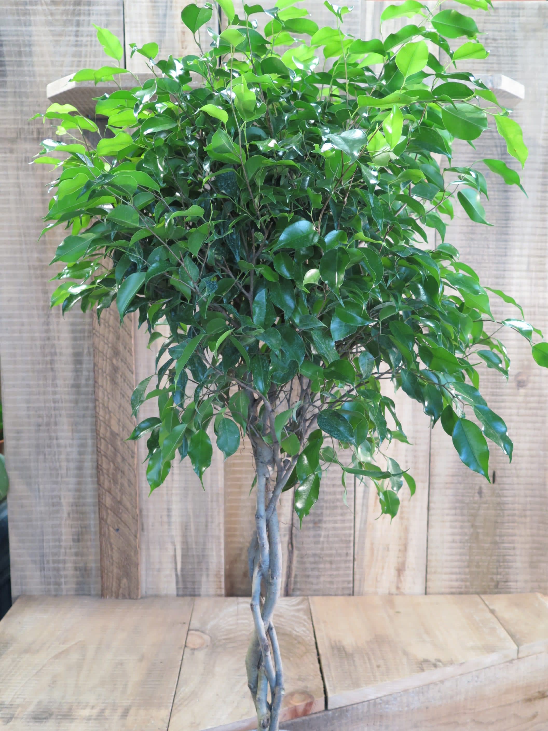 Ficus Tree In Worcester Ma La Jolie Fleur